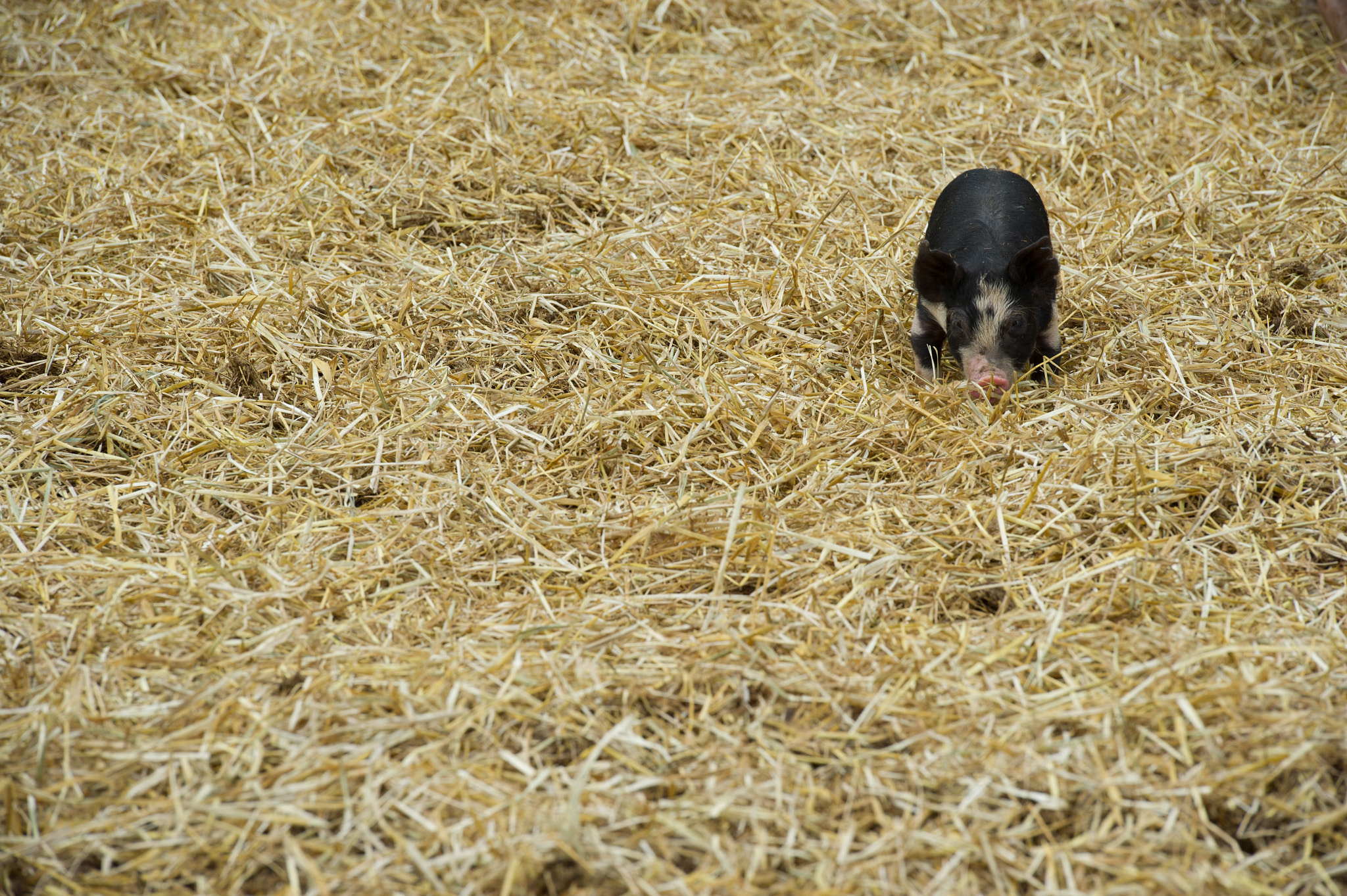 Nikon D3S sample photo. Pig in a pen photography