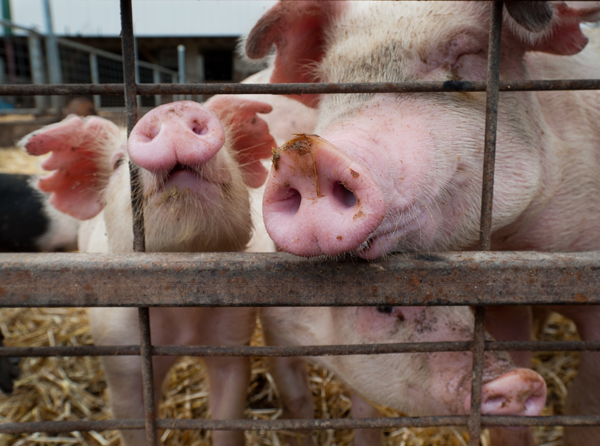 Nikon D700 + Nikon AF-S Nikkor 17-35mm F2.8D ED-IF sample photo. Pigs sticking snouts outside of pen photography