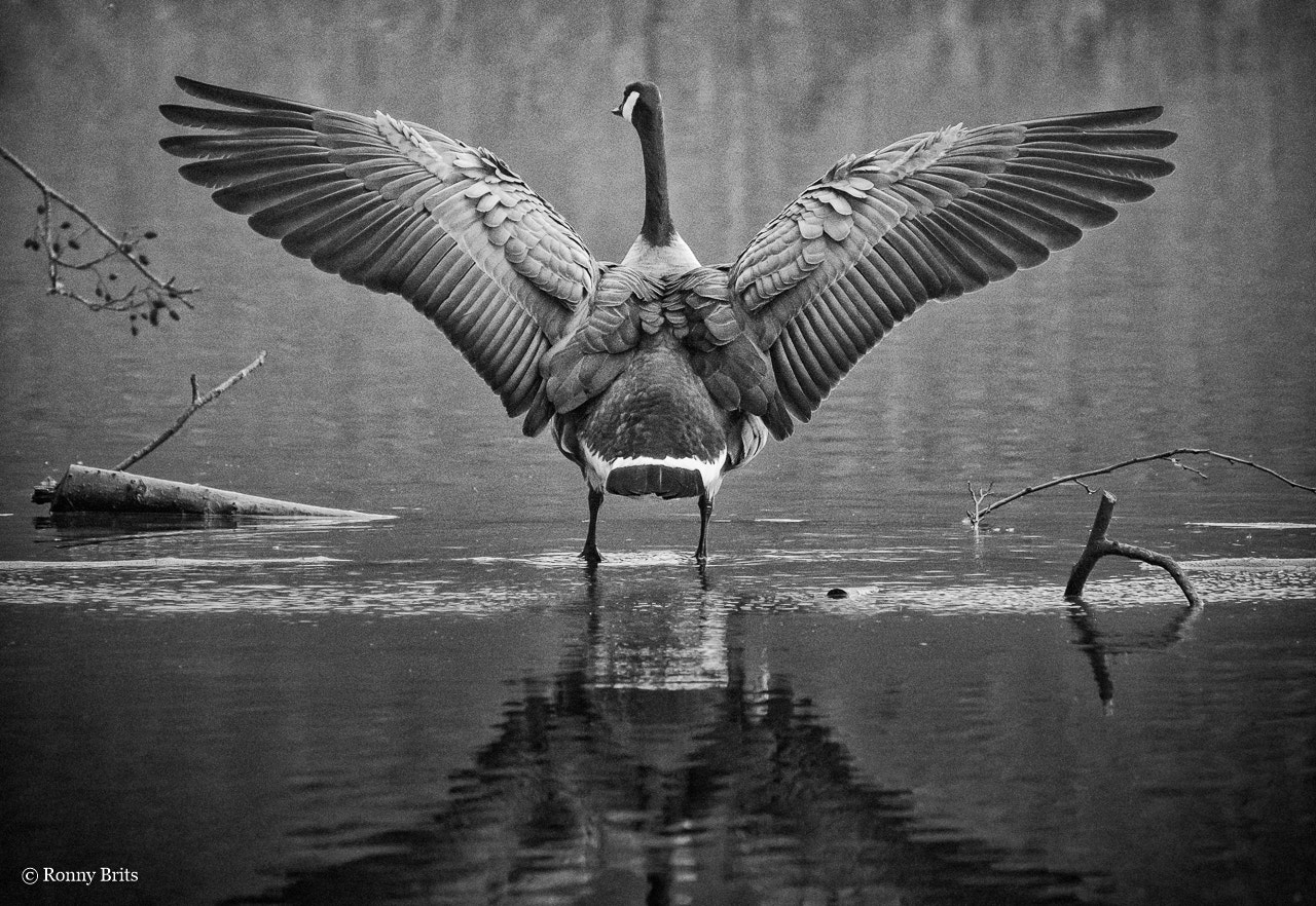 Fujifilm XF 100-400mm F4.5-5.6 R LM OIS WR sample photo. Canada goose photography