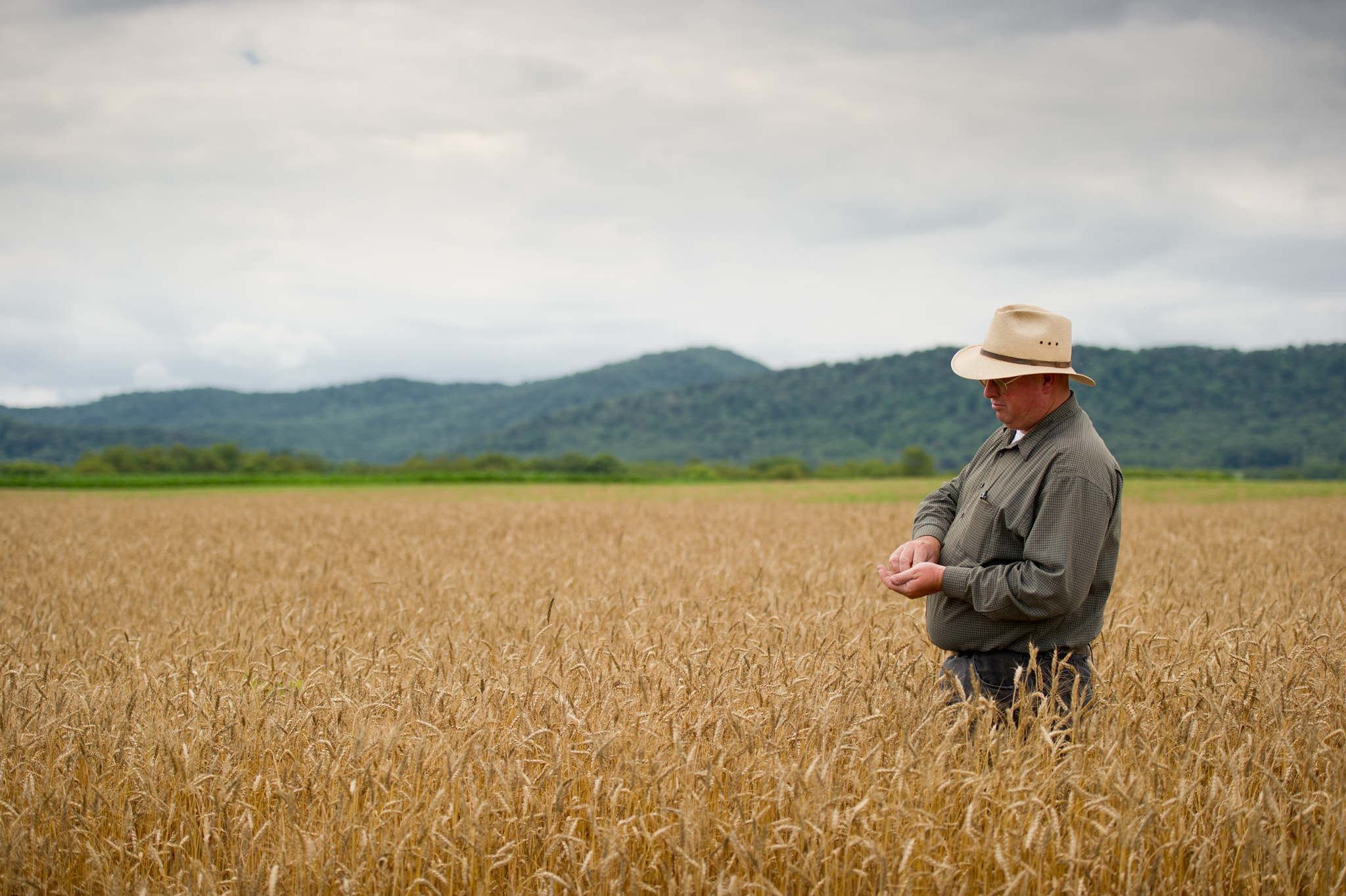 Nikon D3S sample photo. Grain farmer in field of grain inspecting crop photography