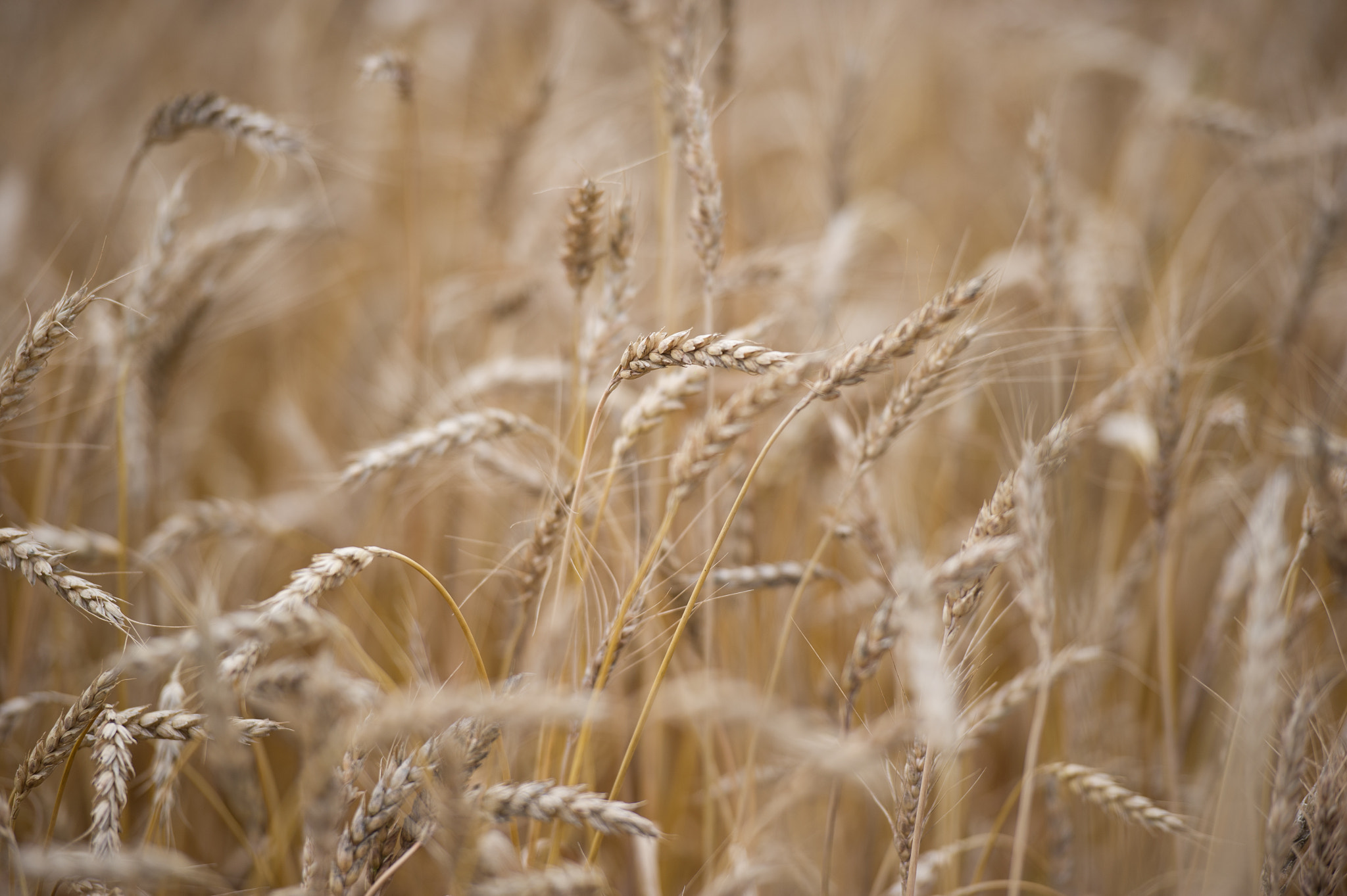 Nikon D3S sample photo. Field of wheat photography