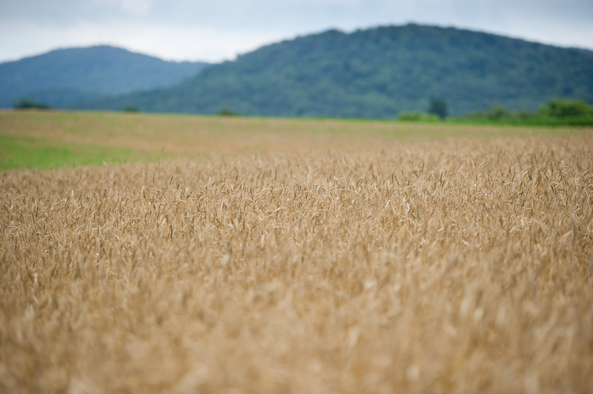 Nikon D3S sample photo. Field of wheat photography