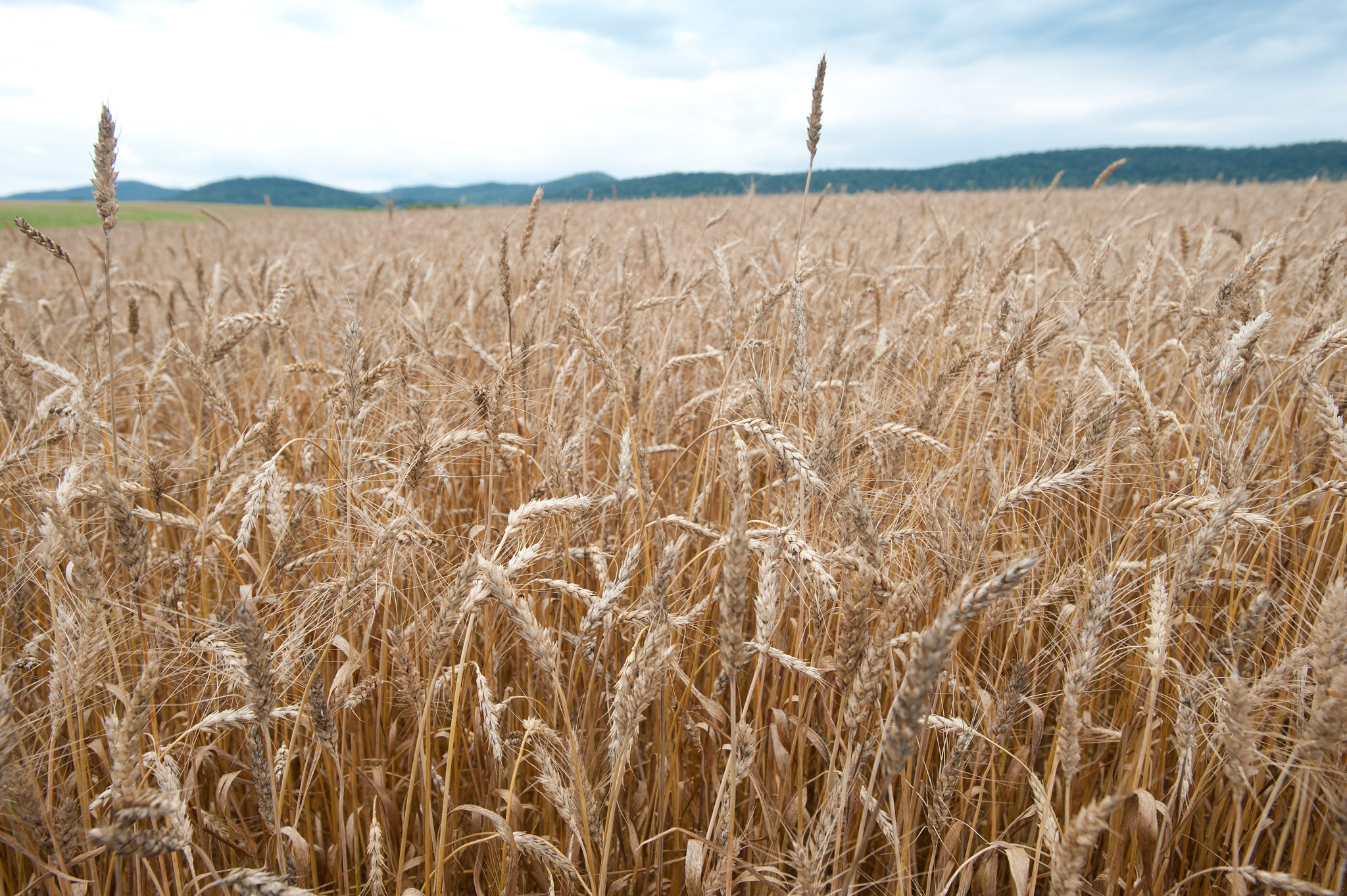 Nikon AF-S Nikkor 17-35mm F2.8D ED-IF sample photo. Field of wheat photography