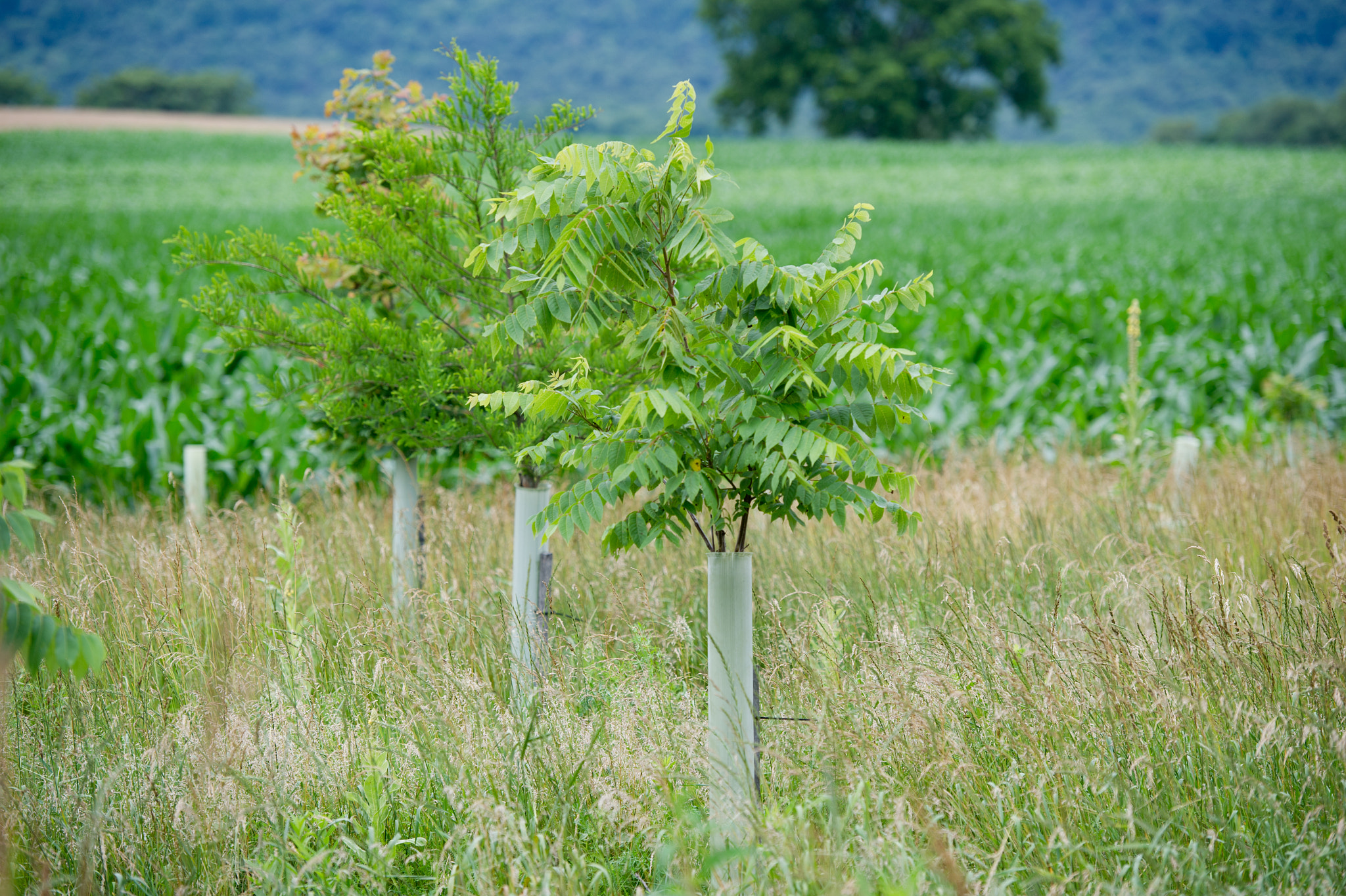 Nikon D3S sample photo. Conservation reserve planting of walnut trees photography