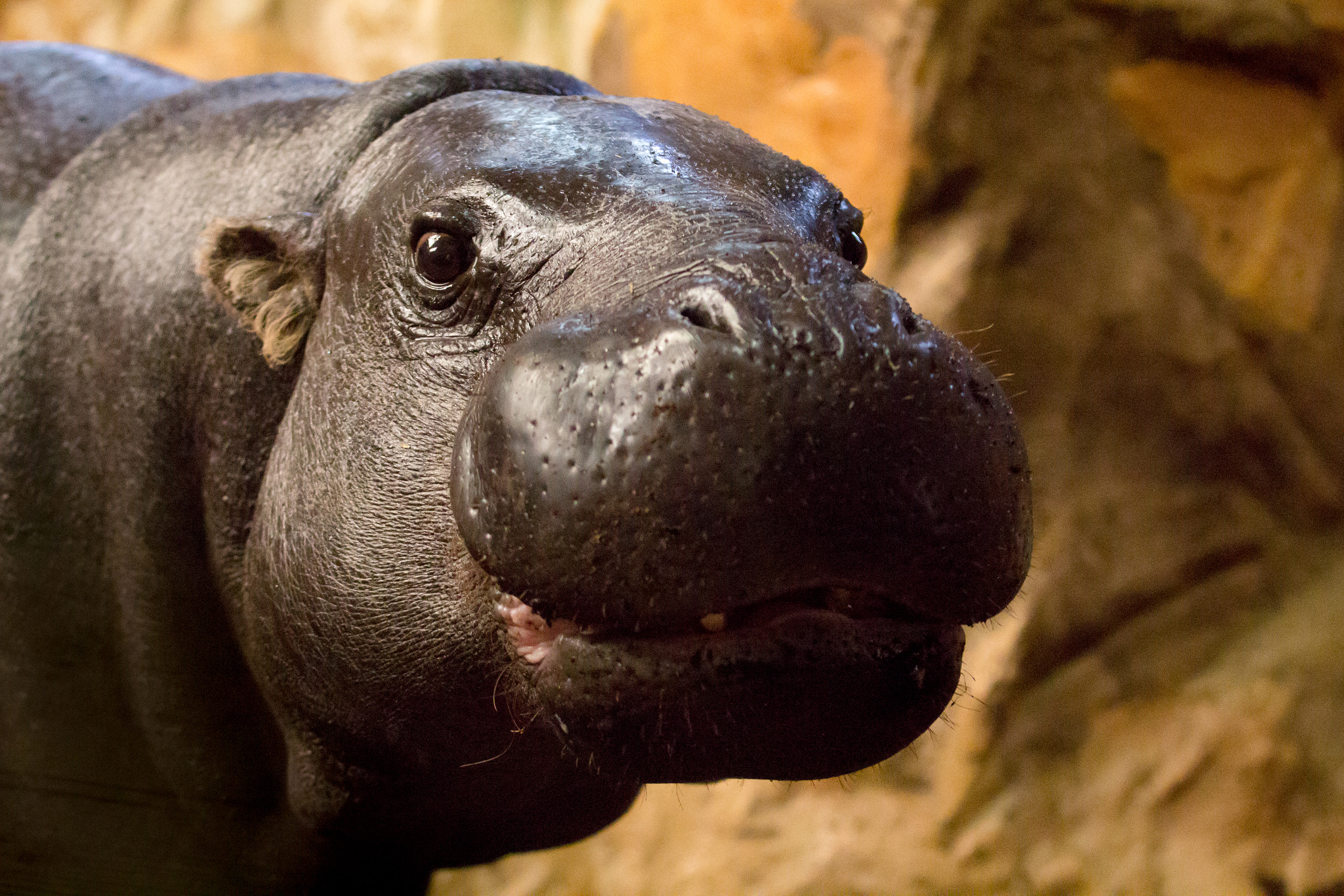 Canon EF 70-300mm F4-5.6L IS USM sample photo. Pygmy hippo photography