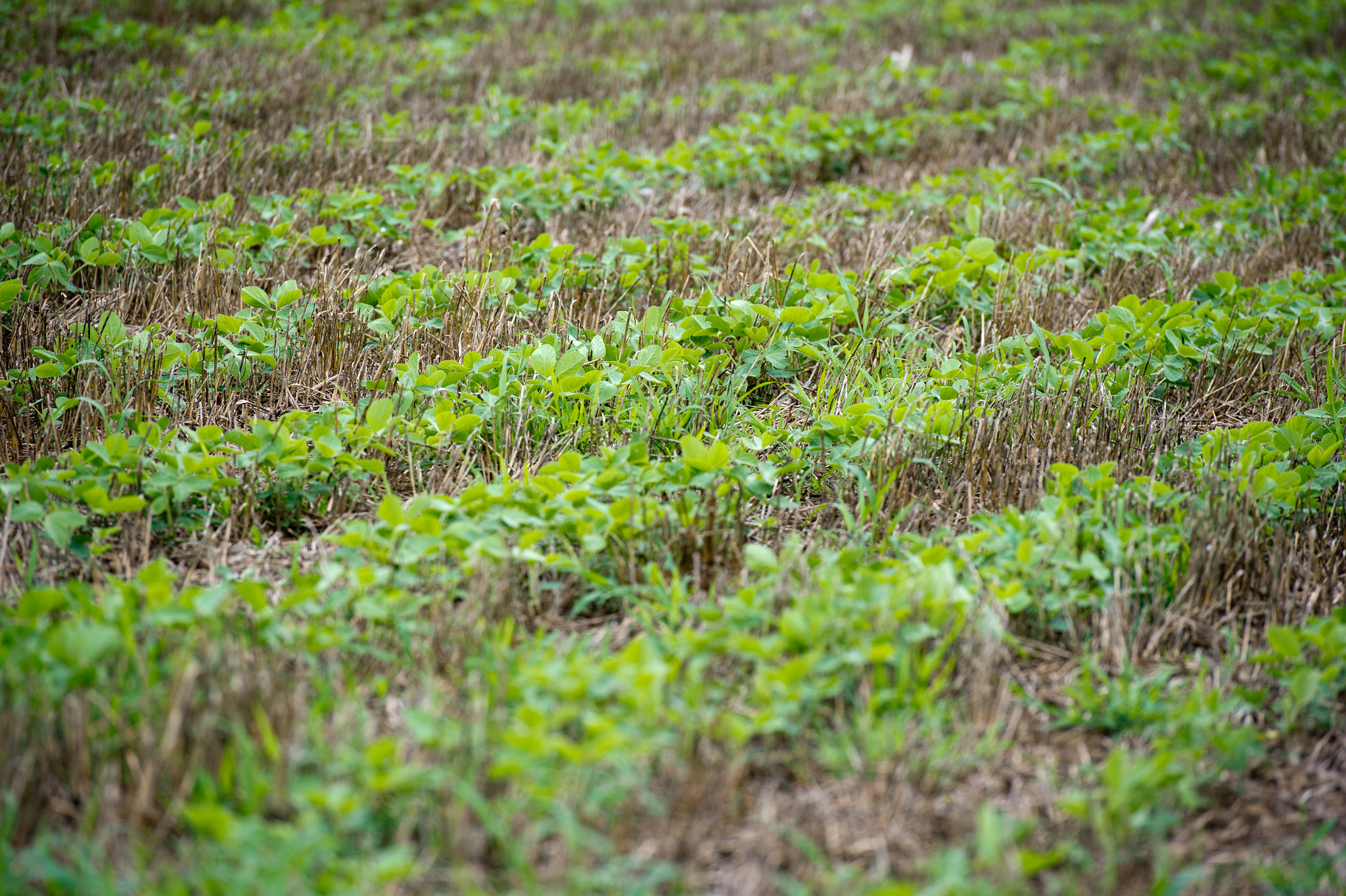 Nikon D3S sample photo. No till soybeans in wheat stubble photography