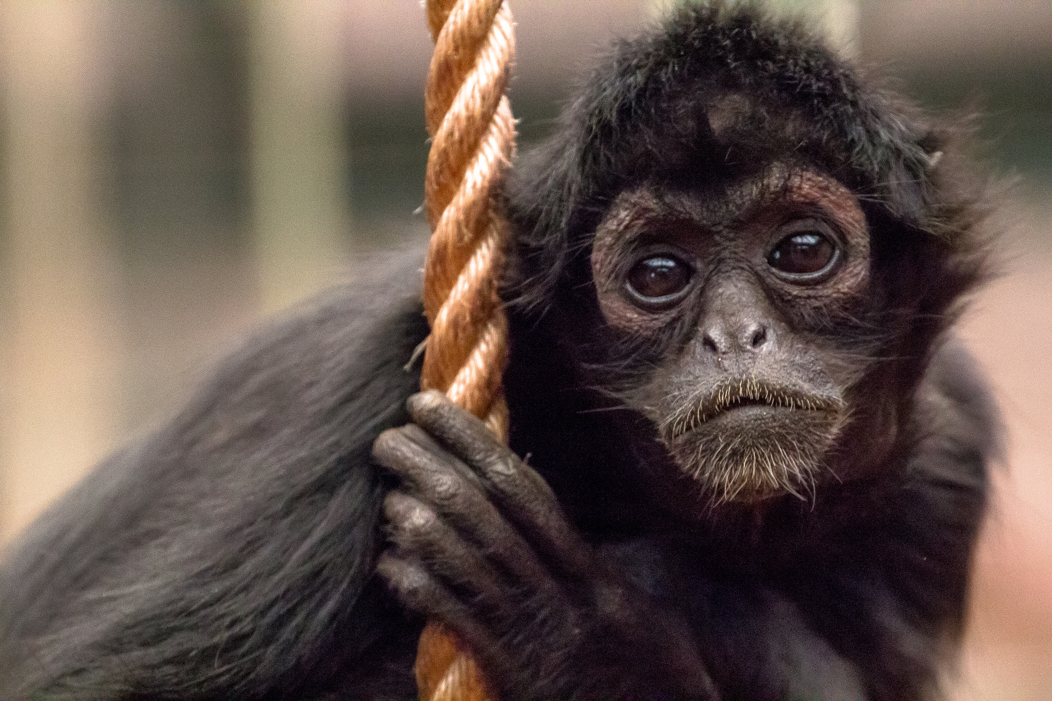 Canon EF 70-300mm F4-5.6L IS USM sample photo. Spider monkey photography