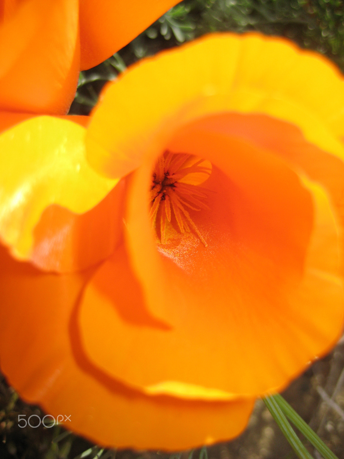 Canon POWERSHOT SD1000 sample photo. California poppy 2 photography