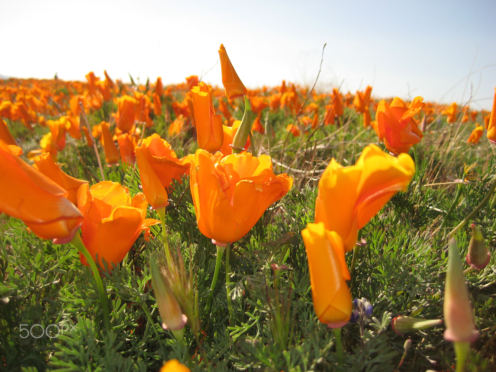 Canon POWERSHOT SD1000 sample photo. California poppy 1 photography