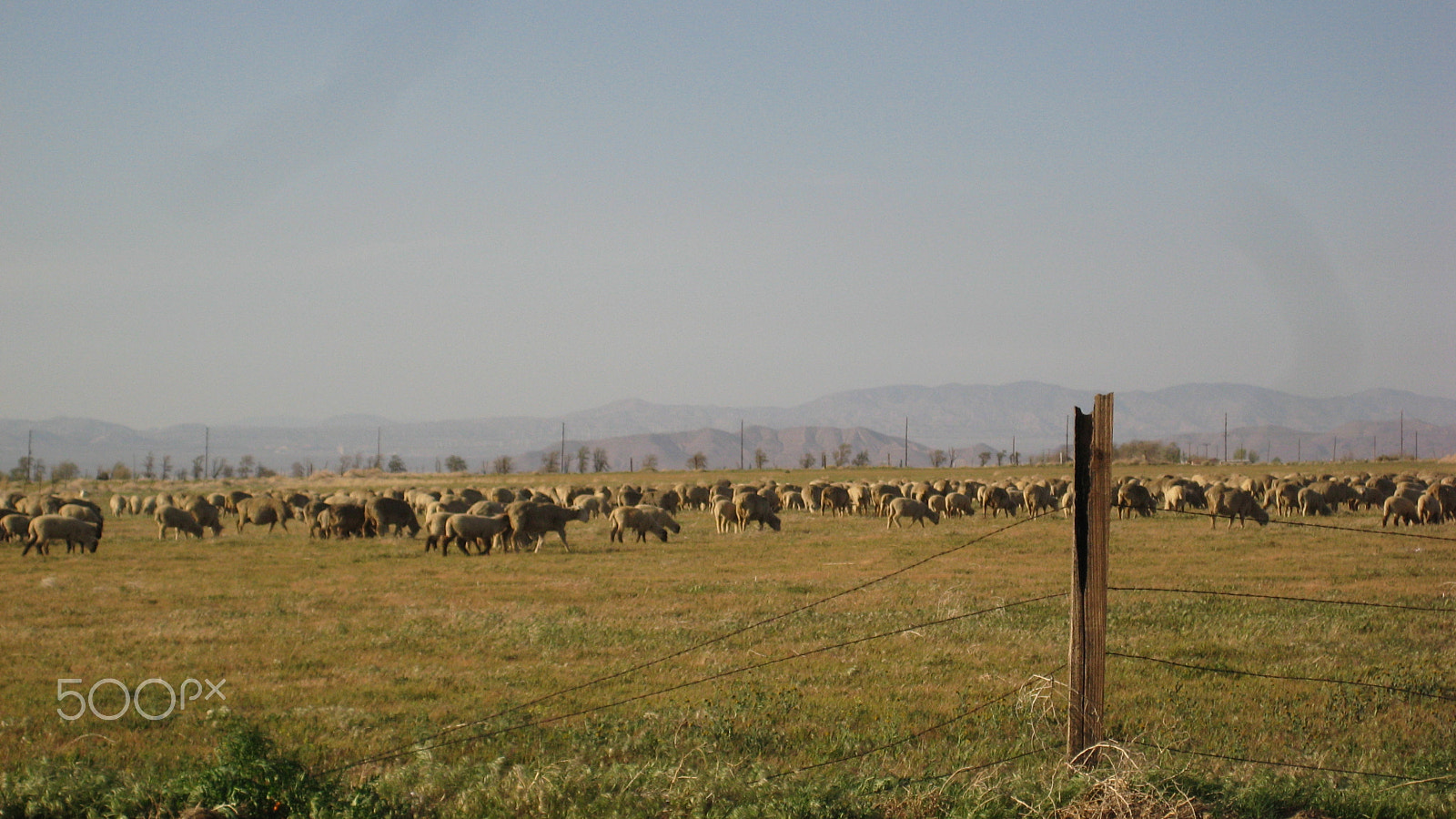 Canon POWERSHOT SD1000 sample photo. Sheep in pasture 1 photography