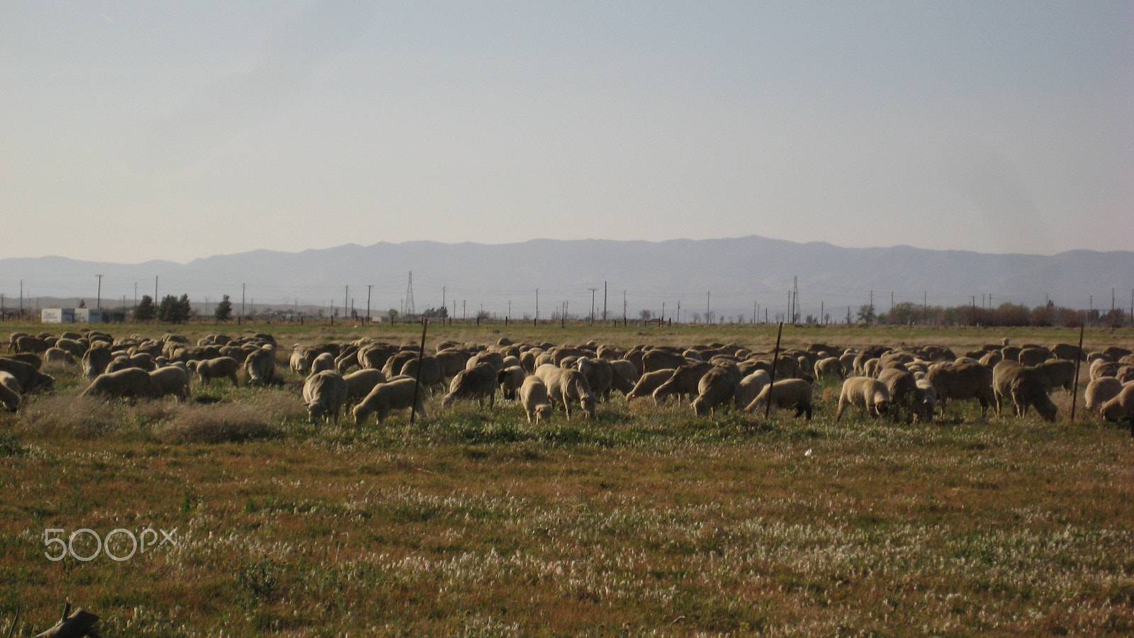 Canon POWERSHOT SD1000 sample photo. Sheep in pasture 2 photography