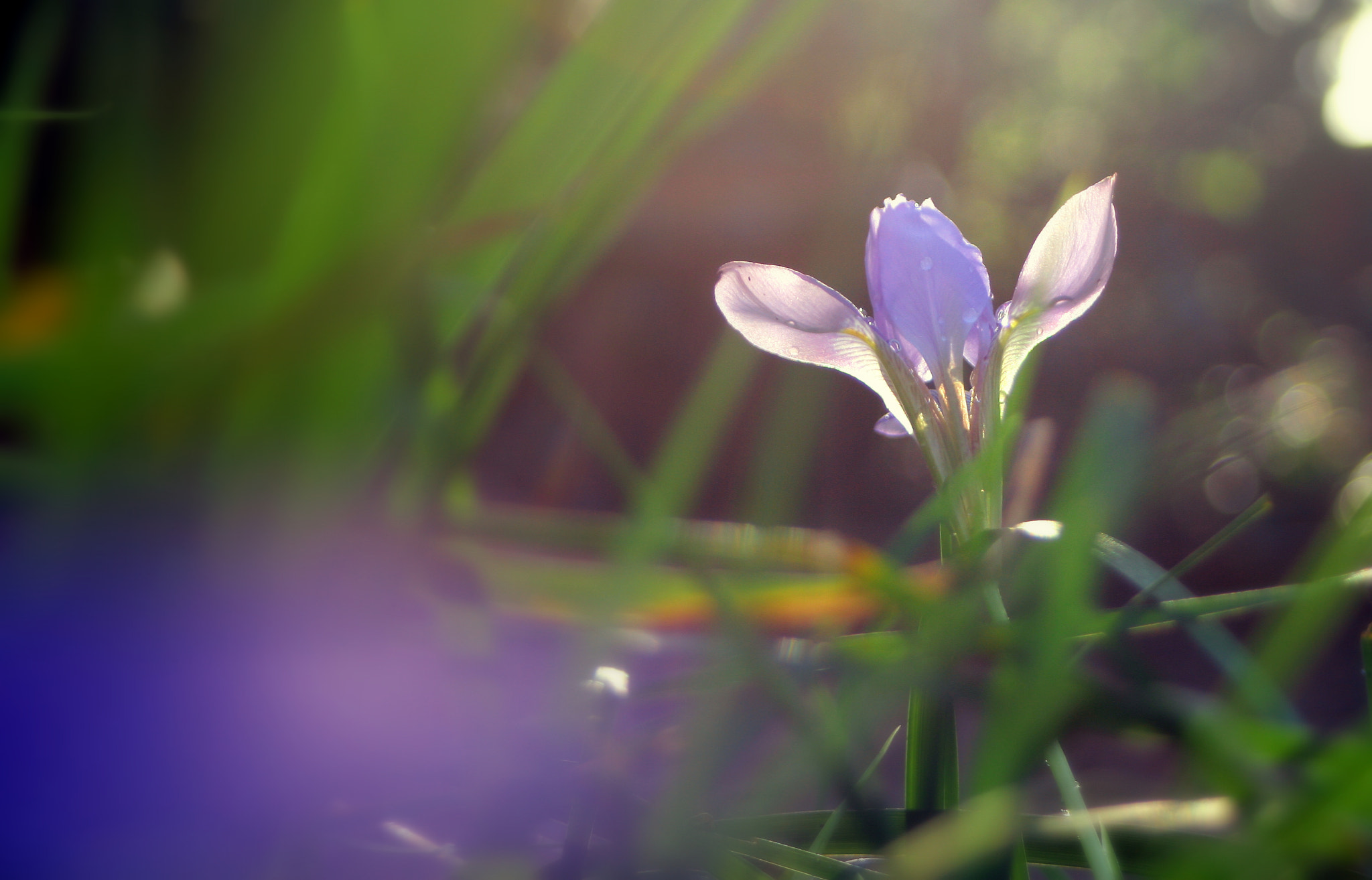 Canon EF 28-80mm f/3.5-5.6 USM IV sample photo. Purple and green photography