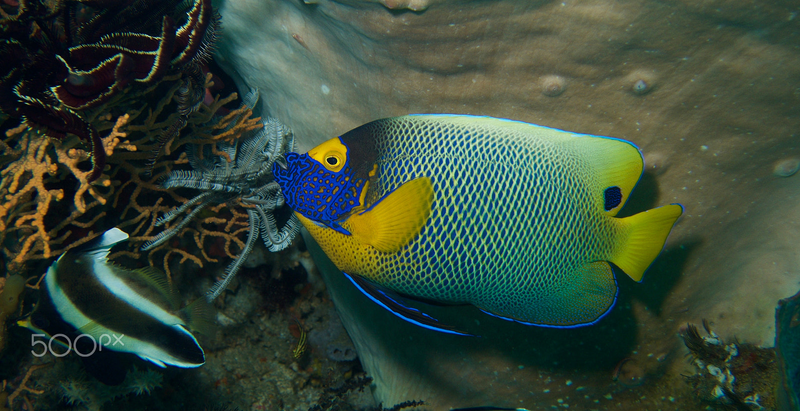 Olympus PEN E-PL5 sample photo. Blue-faced angelfish photography