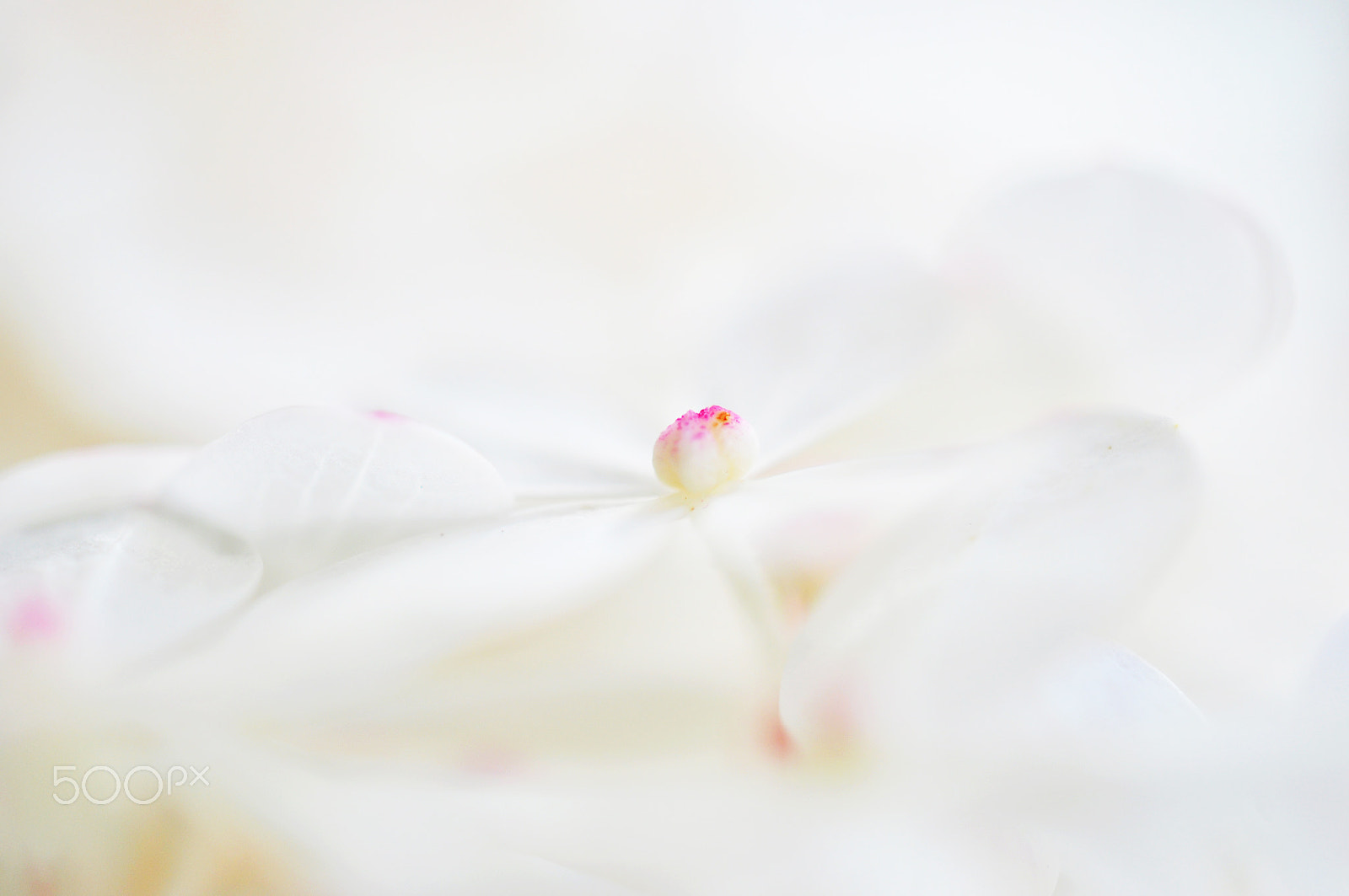 Nikon AF-S DX Micro Nikkor 40mm F2.8 sample photo. Hydrangea vanilla strawberry photography