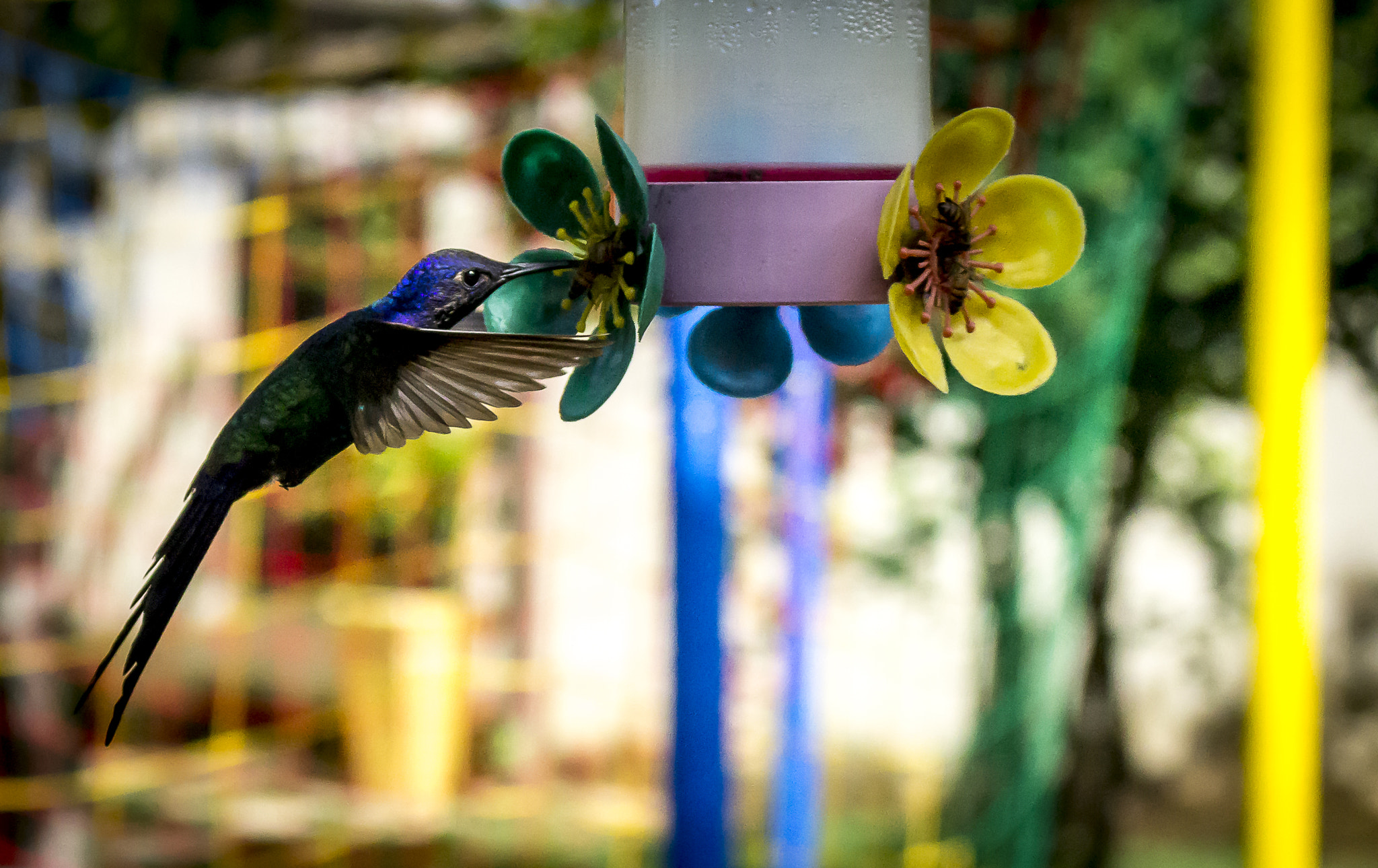 Canon EOS 600D (Rebel EOS T3i / EOS Kiss X5) sample photo. Beija-flor se alimentando photography