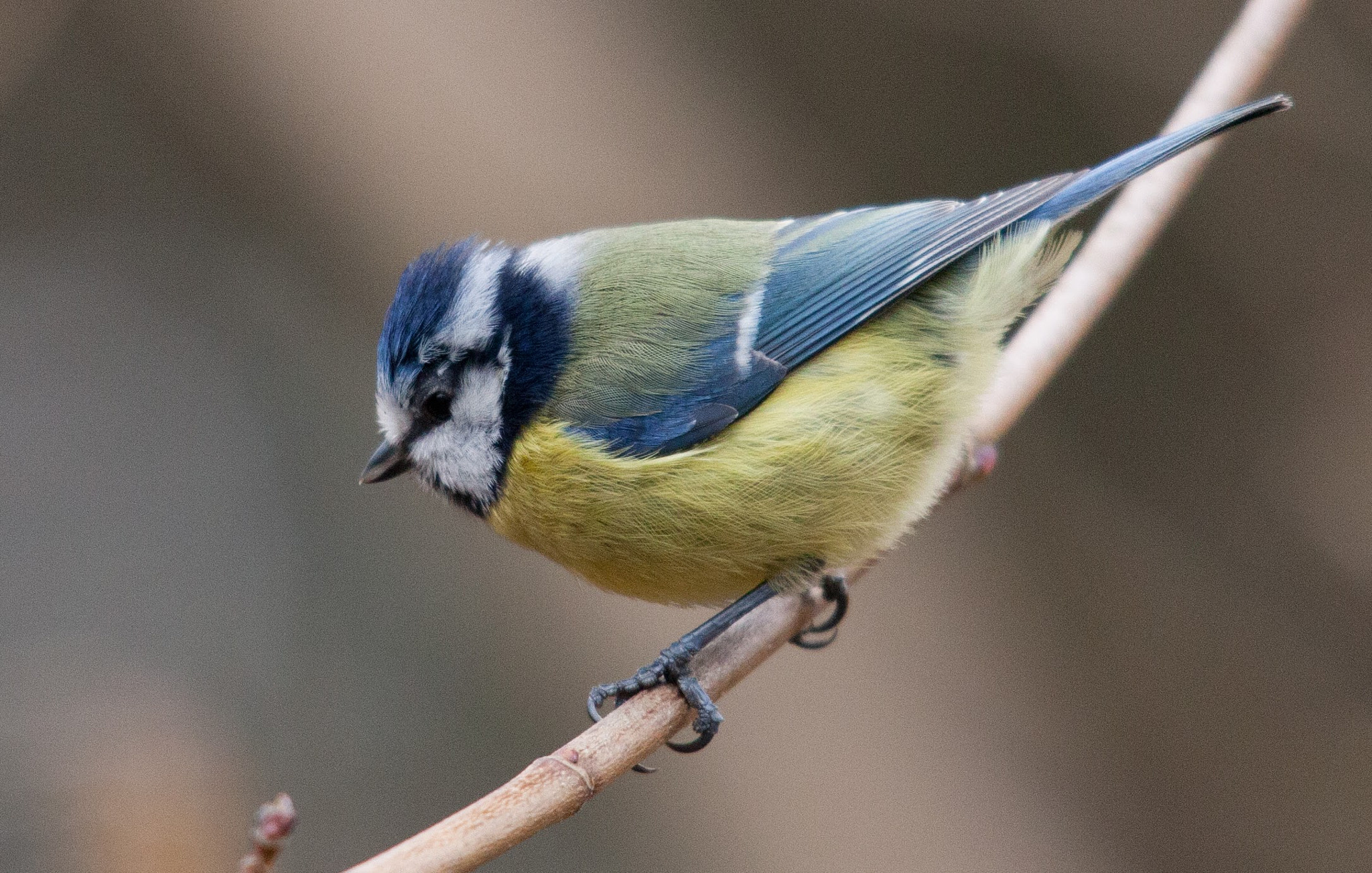 Canon EOS 5D Mark II + Sigma 150-500mm F5-6.3 DG OS HSM sample photo. Another tit, a cute little blue tit, it looks like it could have a tick just above it eye photography