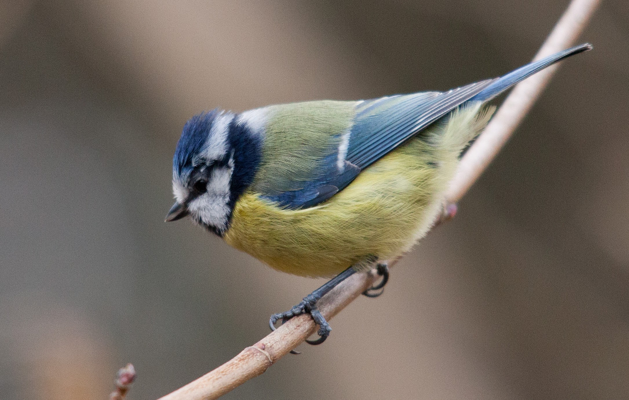 Sigma 150-500mm F5-6.3 DG OS HSM sample photo. Another tit, a cute little blue tit, it looks like it could have a tick just above it eye photography