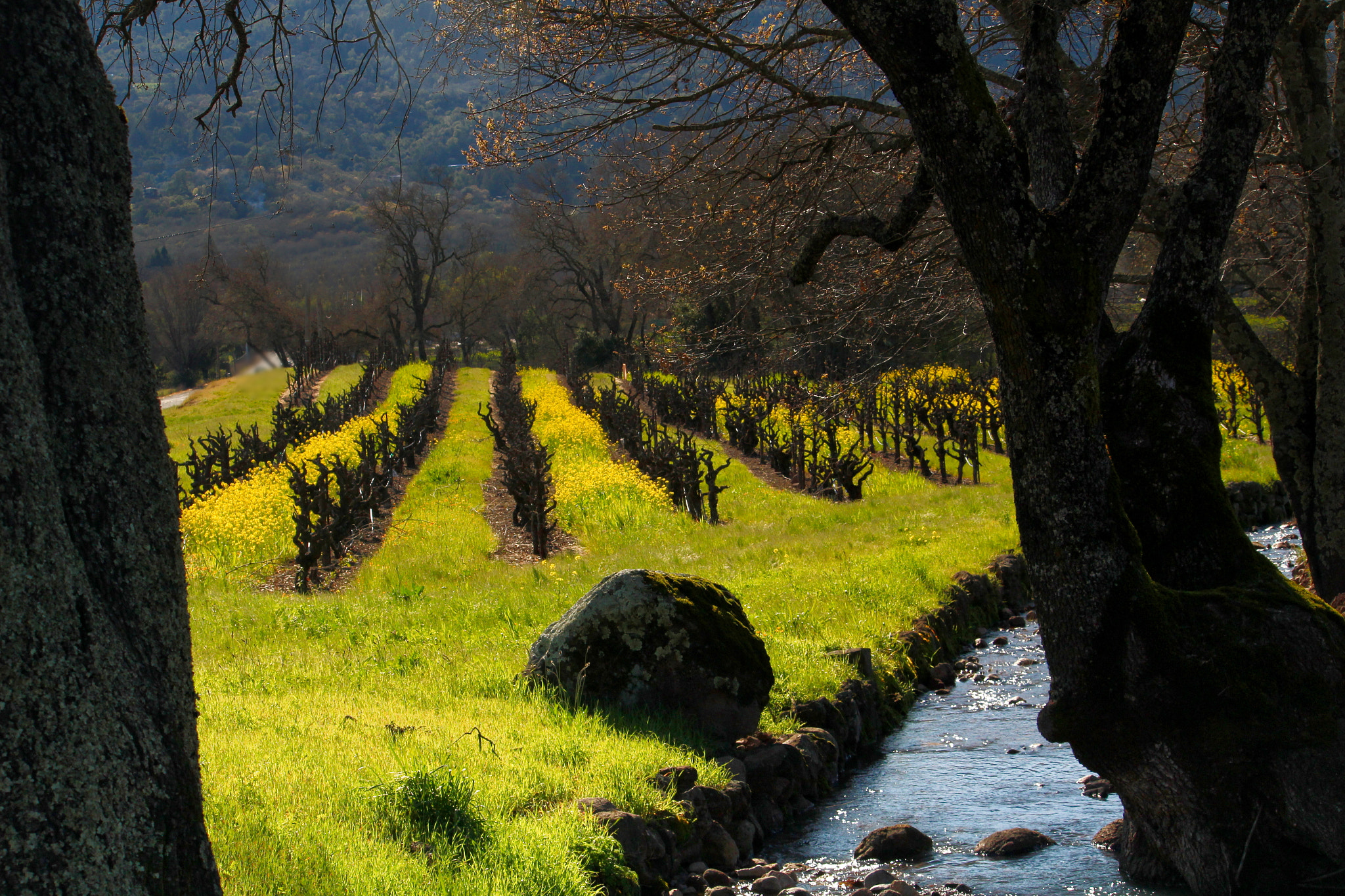 Canon EF-S 55-250mm F4-5.6 IS sample photo. Wild mustard in a vineyard photography