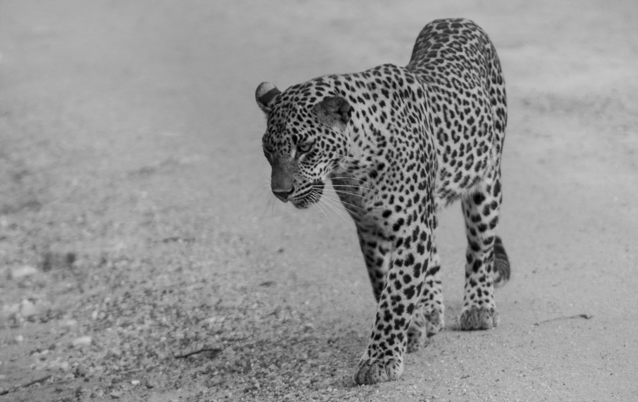 Canon EF 70-200mm F2.8L IS II USM sample photo. Sri lankan lepard photography