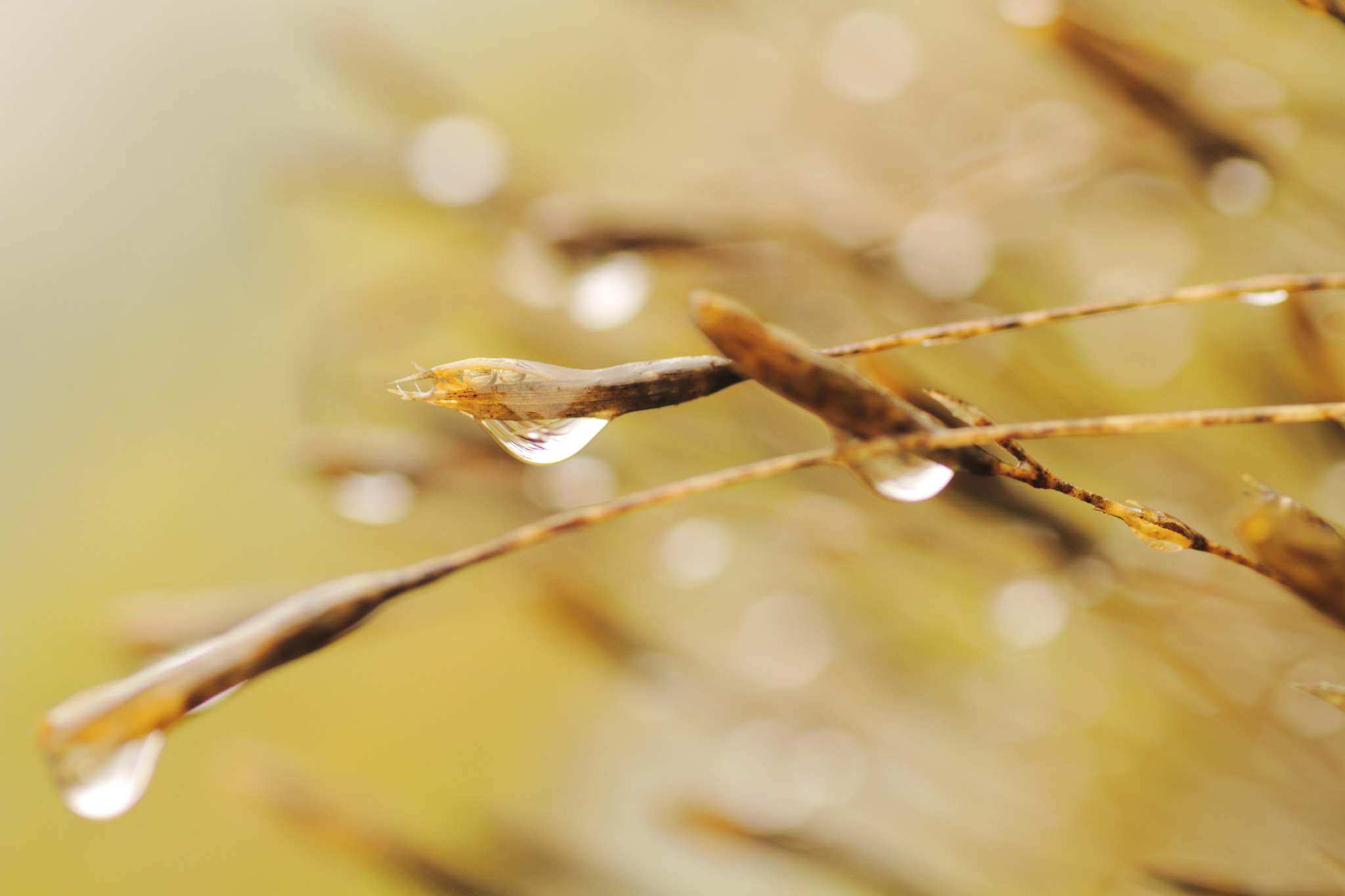 Canon EOS 7D + Sigma 70mm F2.8 EX DG Macro sample photo. The water drops photography