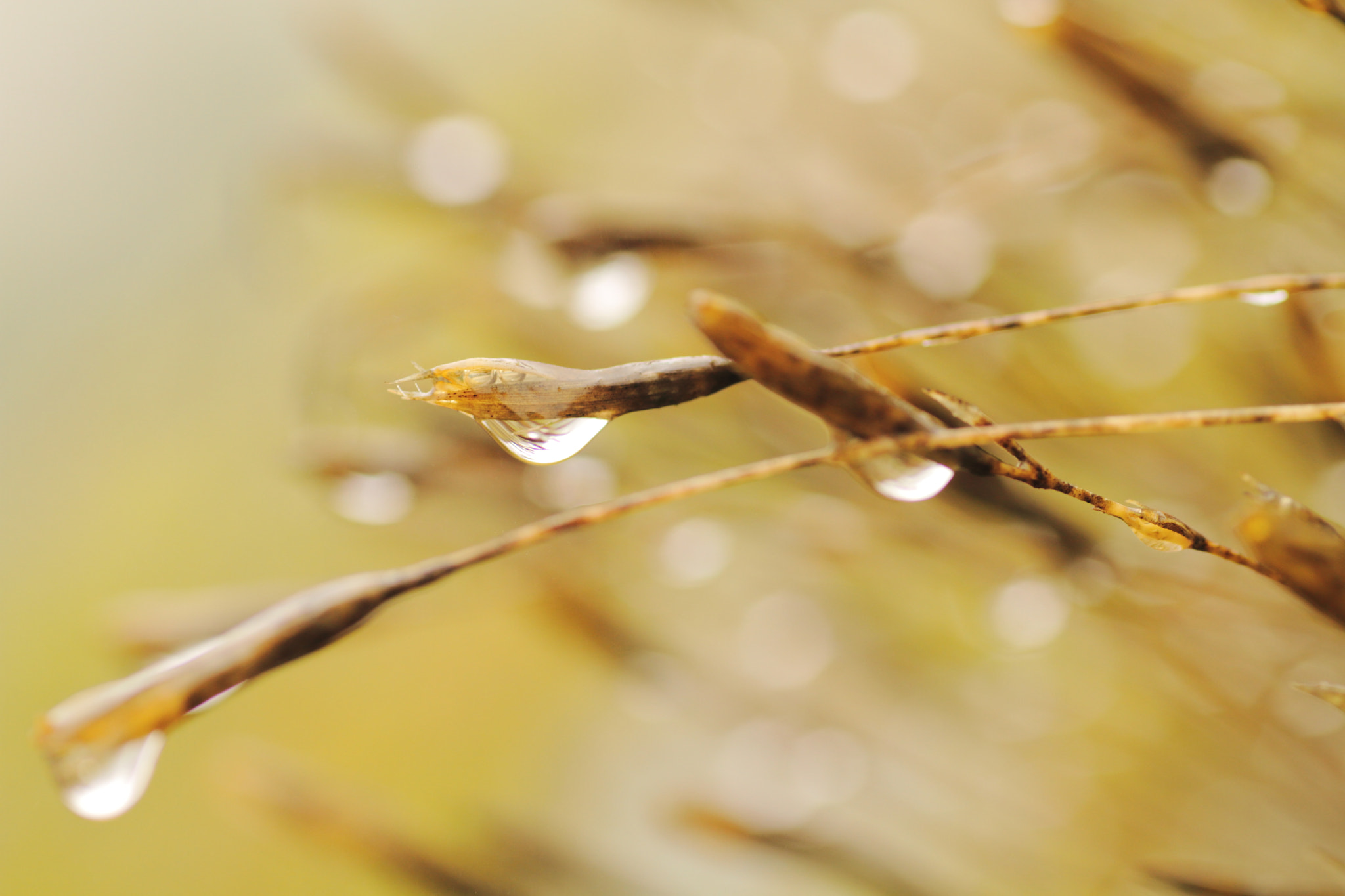 Sigma 70mm F2.8 EX DG Macro sample photo. The water drops photography