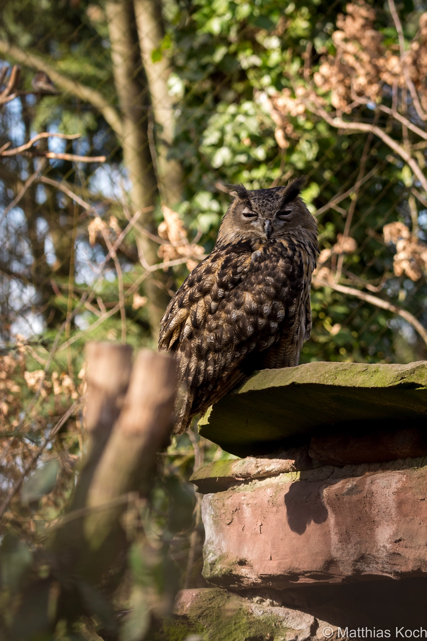 Sigma 105mm F2.8 EX DG OS HSM sample photo. Sleeping eagle owl photography
