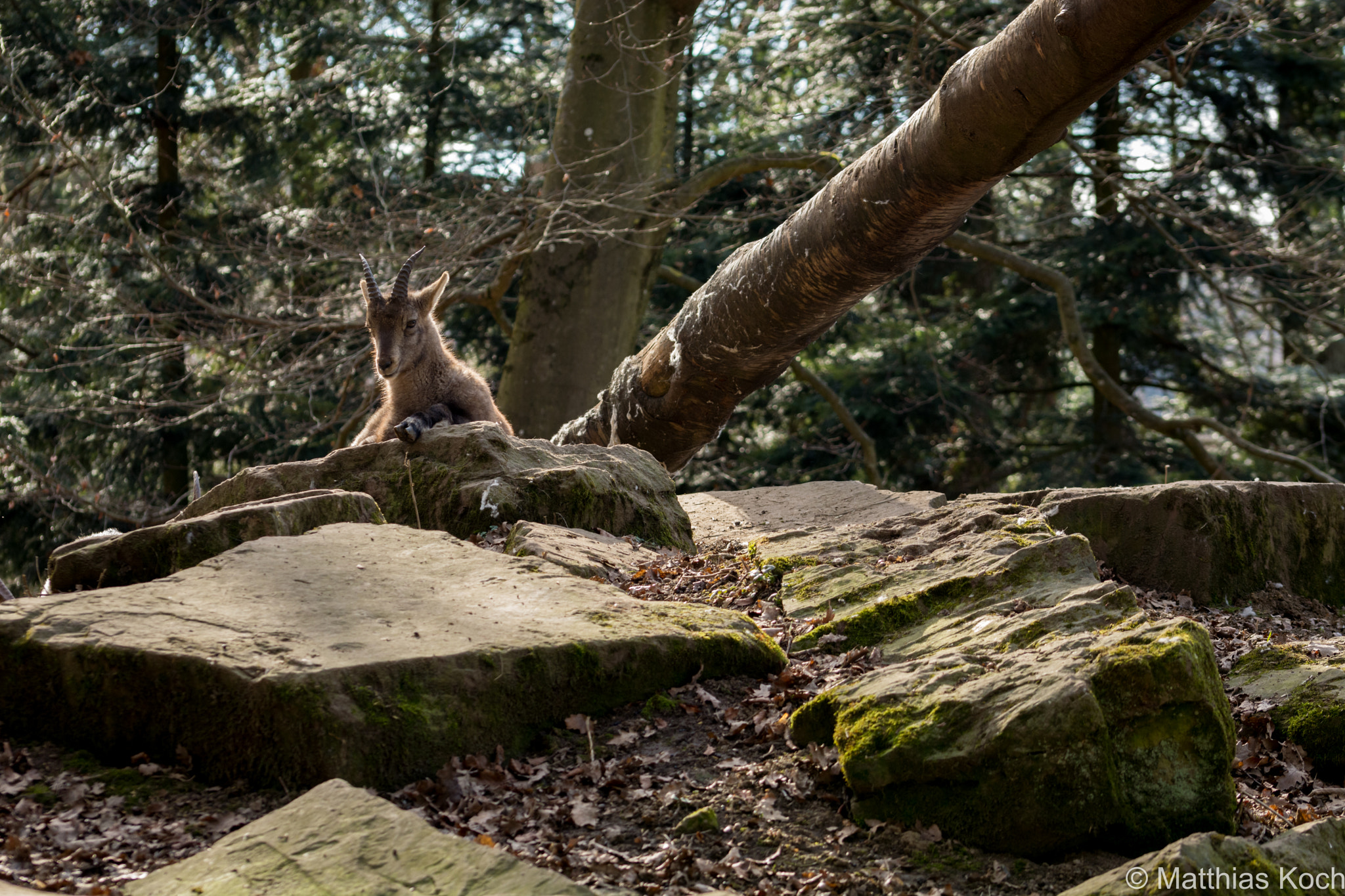 Sigma 105mm F2.8 EX DG OS HSM sample photo. Female ibex photography