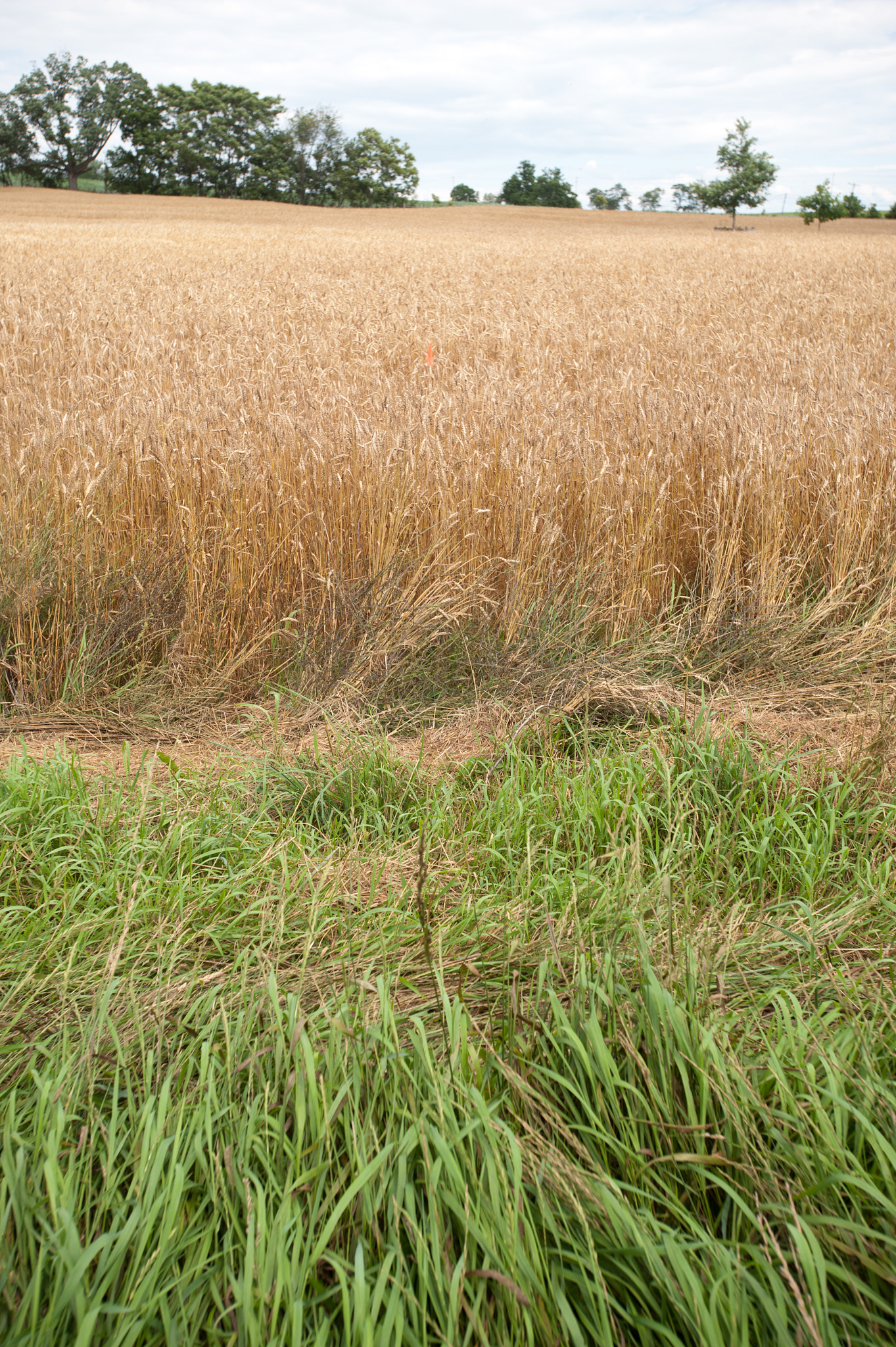 Nikon AF-S Nikkor 17-35mm F2.8D ED-IF sample photo. Field of wheat on a grain farm photography