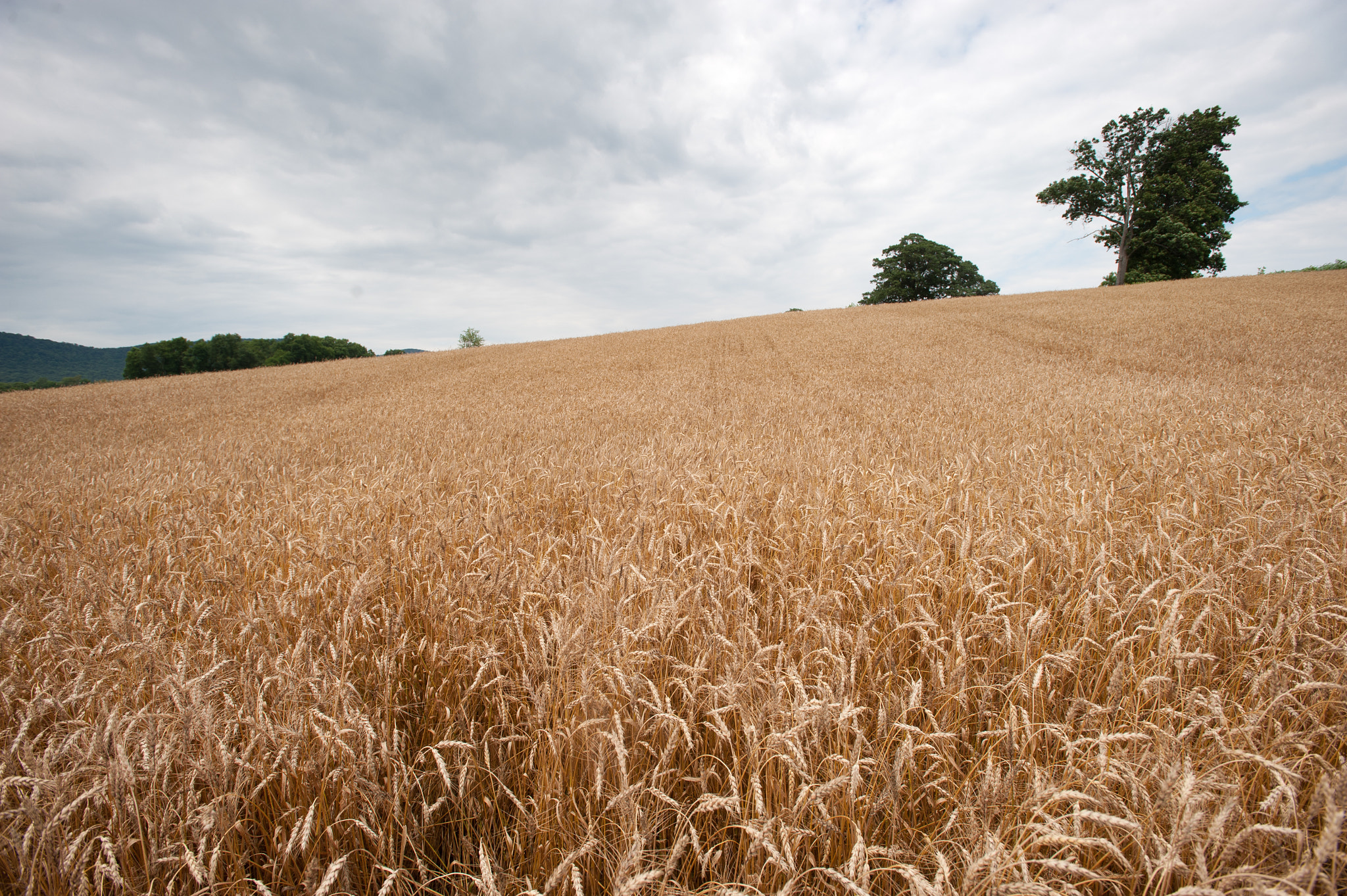 Nikon AF-S Nikkor 17-35mm F2.8D ED-IF sample photo. Field of wheat on a grain farm photography
