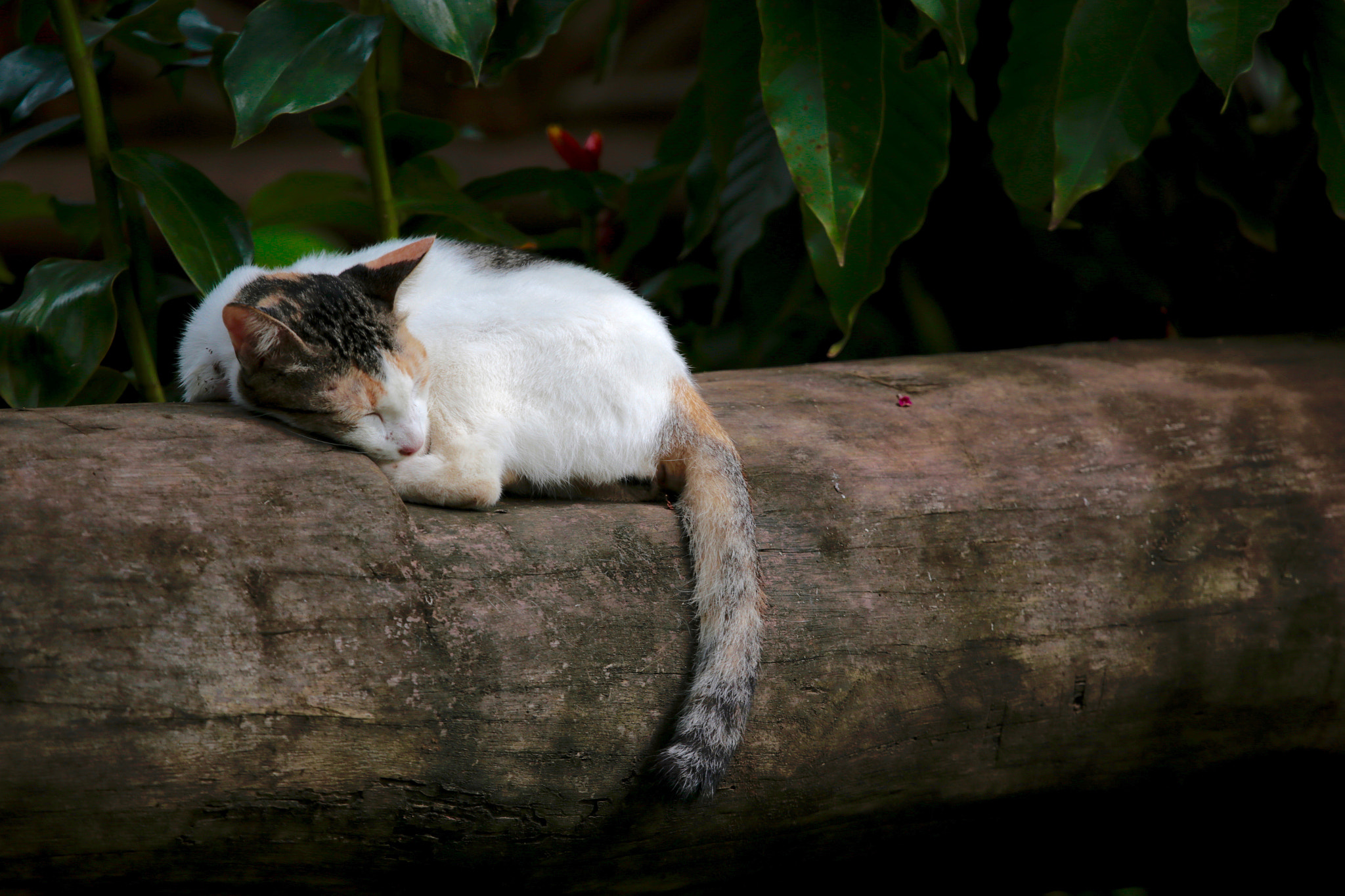 Canon EF 100-400mm F4.5-5.6L IS USM sample photo. I'm only sleeping... photography