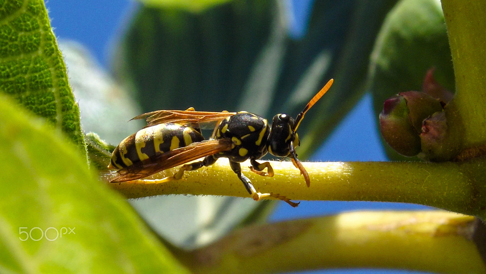 FujiFilm FinePix S4000 (FinePix S4050) sample photo. The  wasp photography