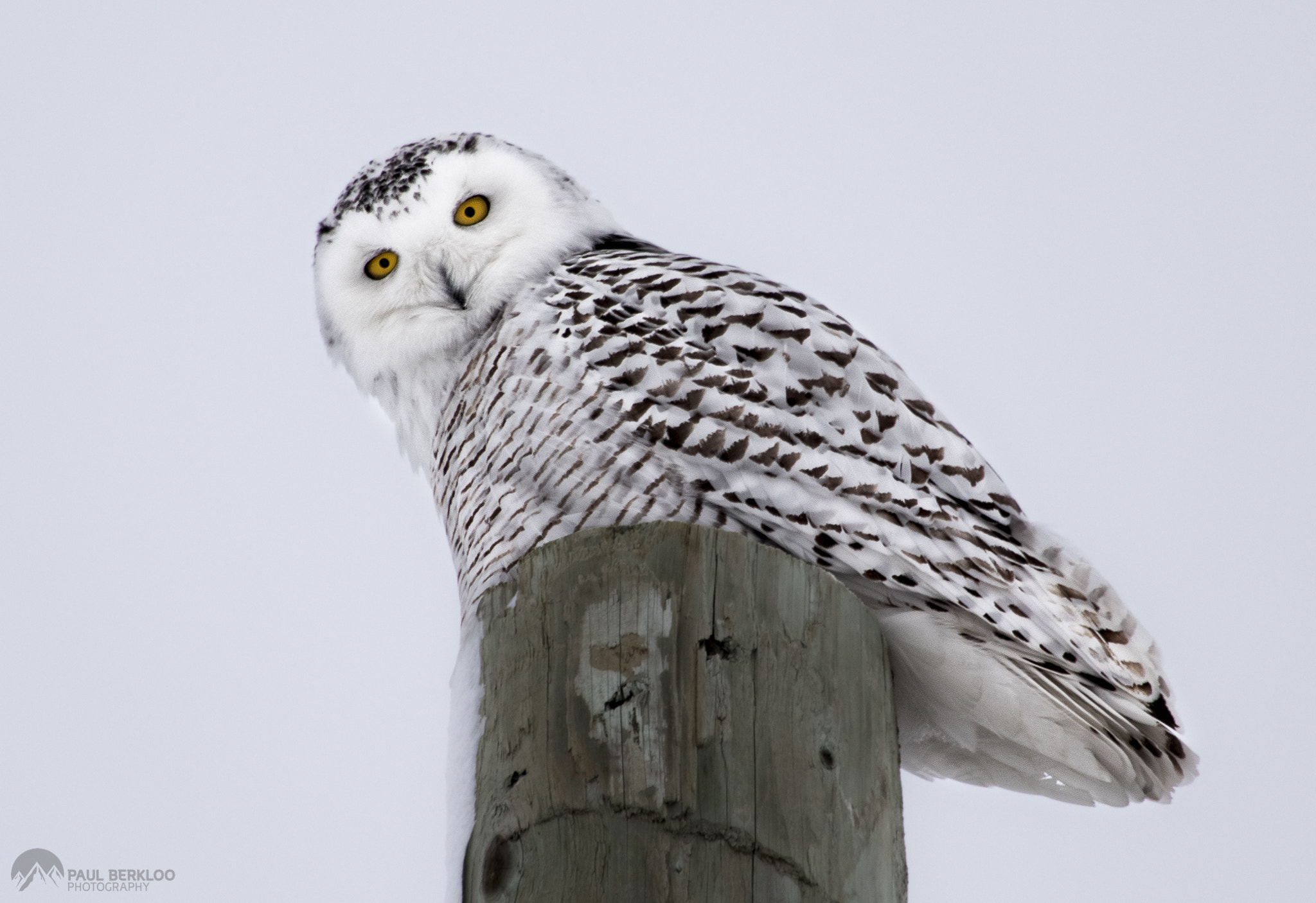 Canon EF 100-400mm F4.5-5.6L IS USM sample photo. Snowy owl photography