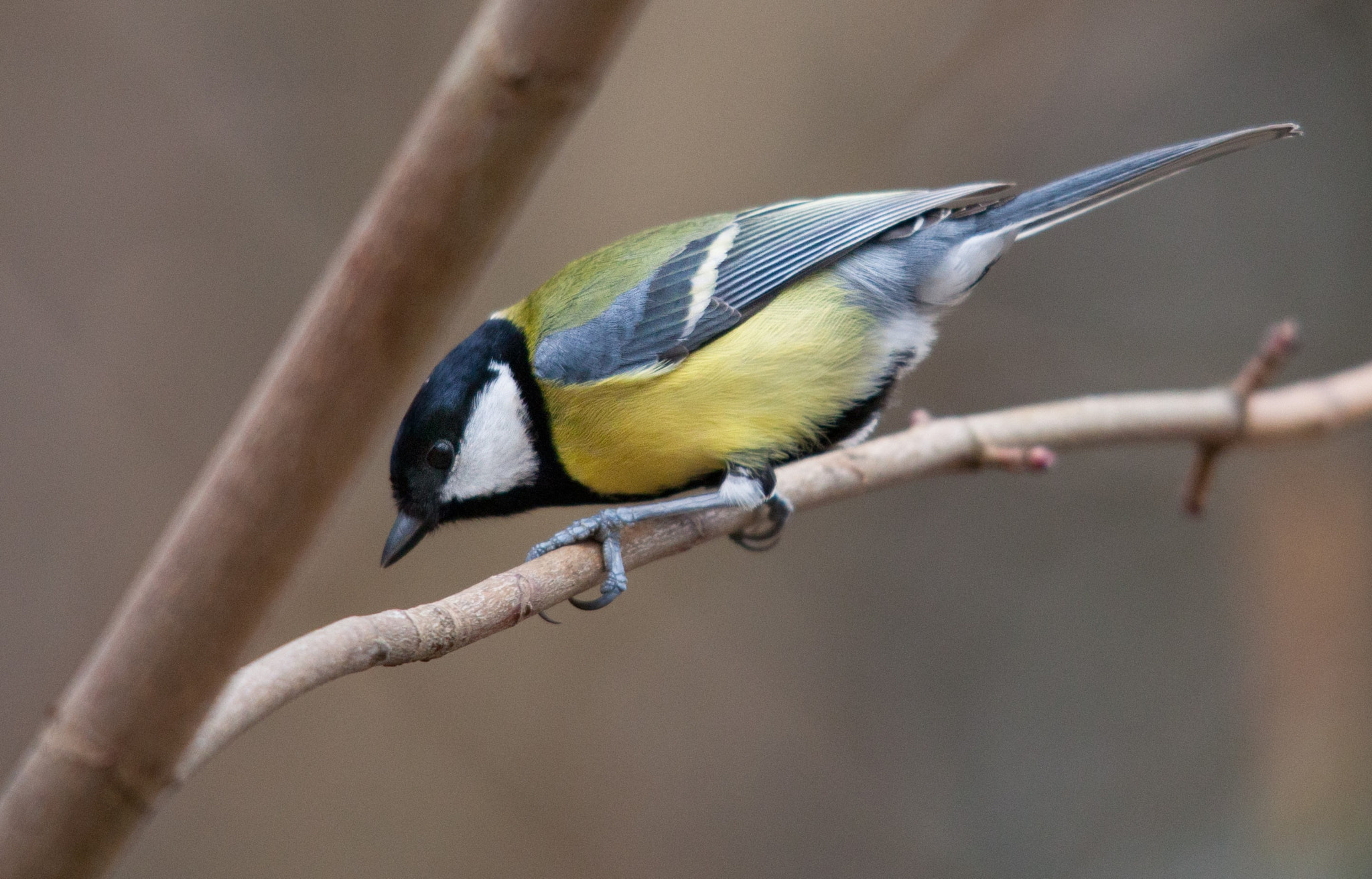 Canon EOS 5D Mark II + Sigma 150-500mm F5-6.3 DG OS HSM sample photo. A great looking bird, a great tit photography