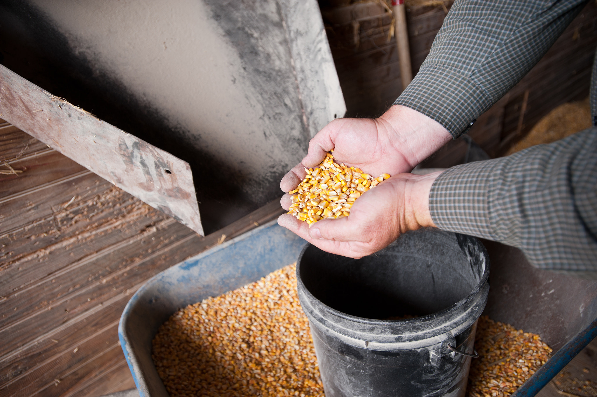 Nikon D700 + Nikon AF-S Nikkor 17-35mm F2.8D ED-IF sample photo. Hands holding corn kernels photography