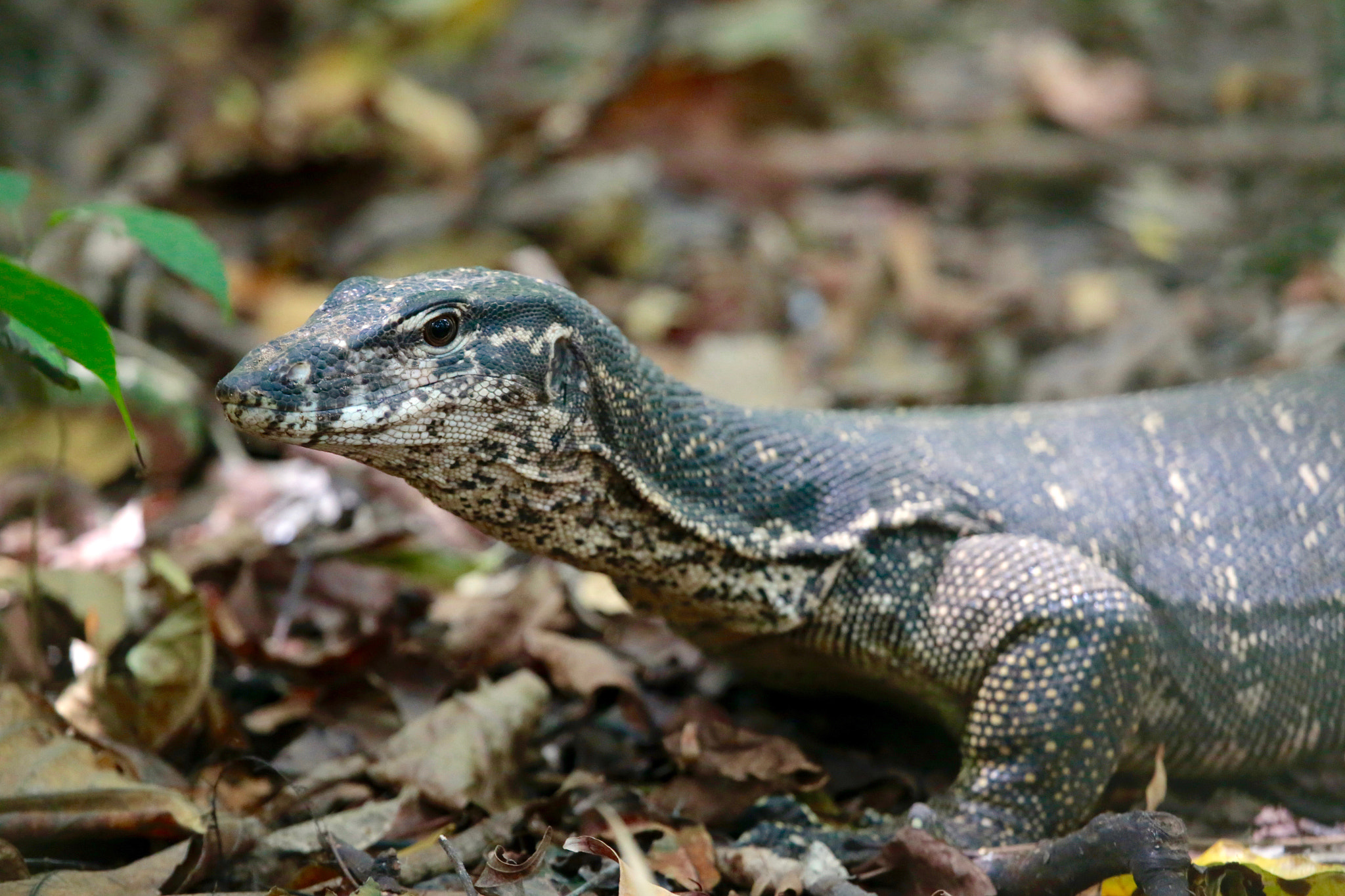 Canon EF 100-400mm F4.5-5.6L IS USM sample photo. Wild monitor lizard photography