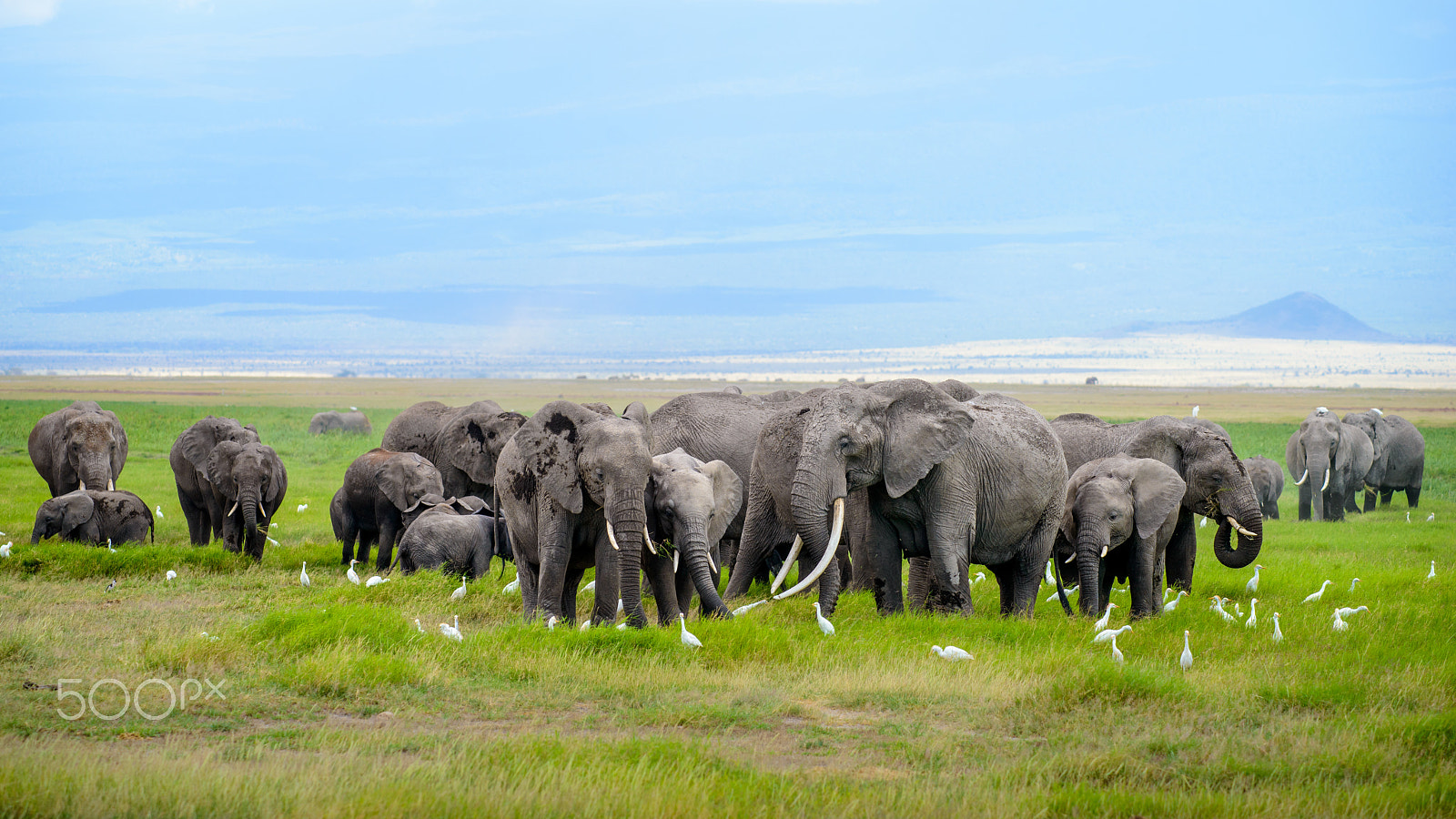 Nikon D800 sample photo. #worldwildlifeday photography