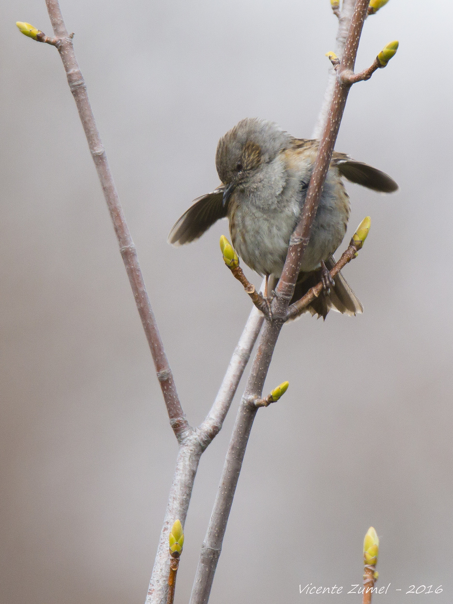 Tamron SP 150-600mm F5-6.3 Di VC USD sample photo. Dunnock photography
