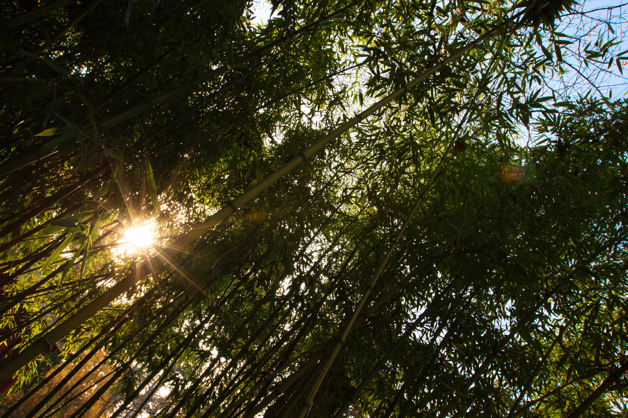 Canon EF 16-35mm F2.8L II USM sample photo. Entre deux bambous photography