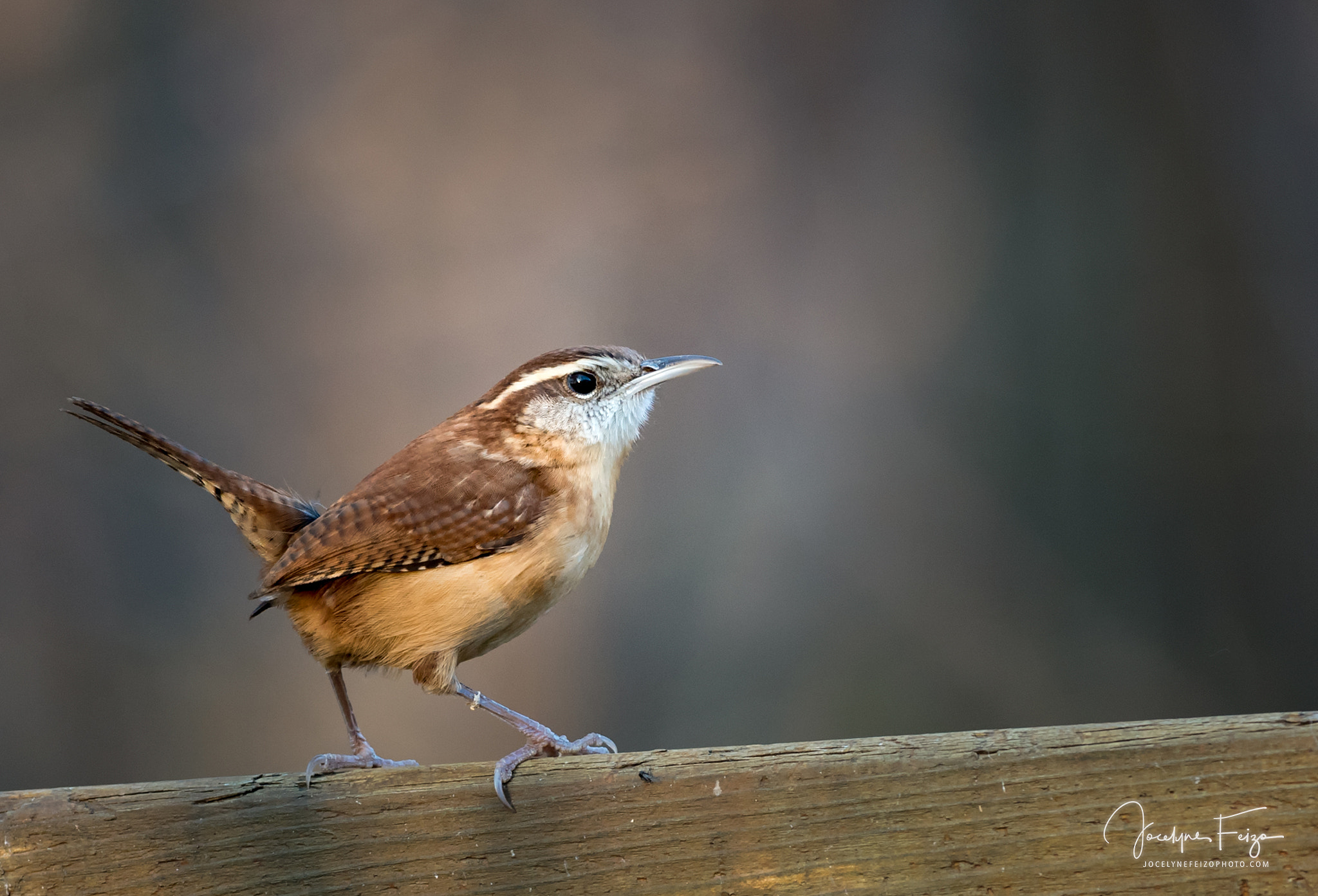 Nikon D750 + Nikon AF-S Nikkor 300mm F4D ED-IF sample photo. Carolina wren photography