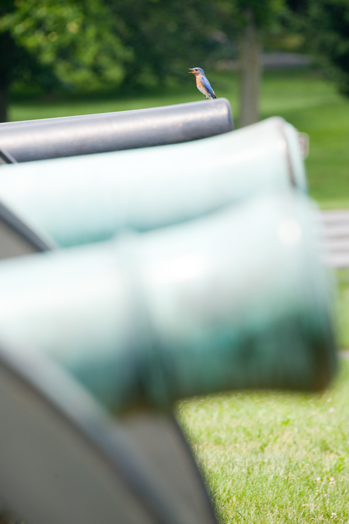 Nikon D700 sample photo. Bird perched on the barrel of a canon photography