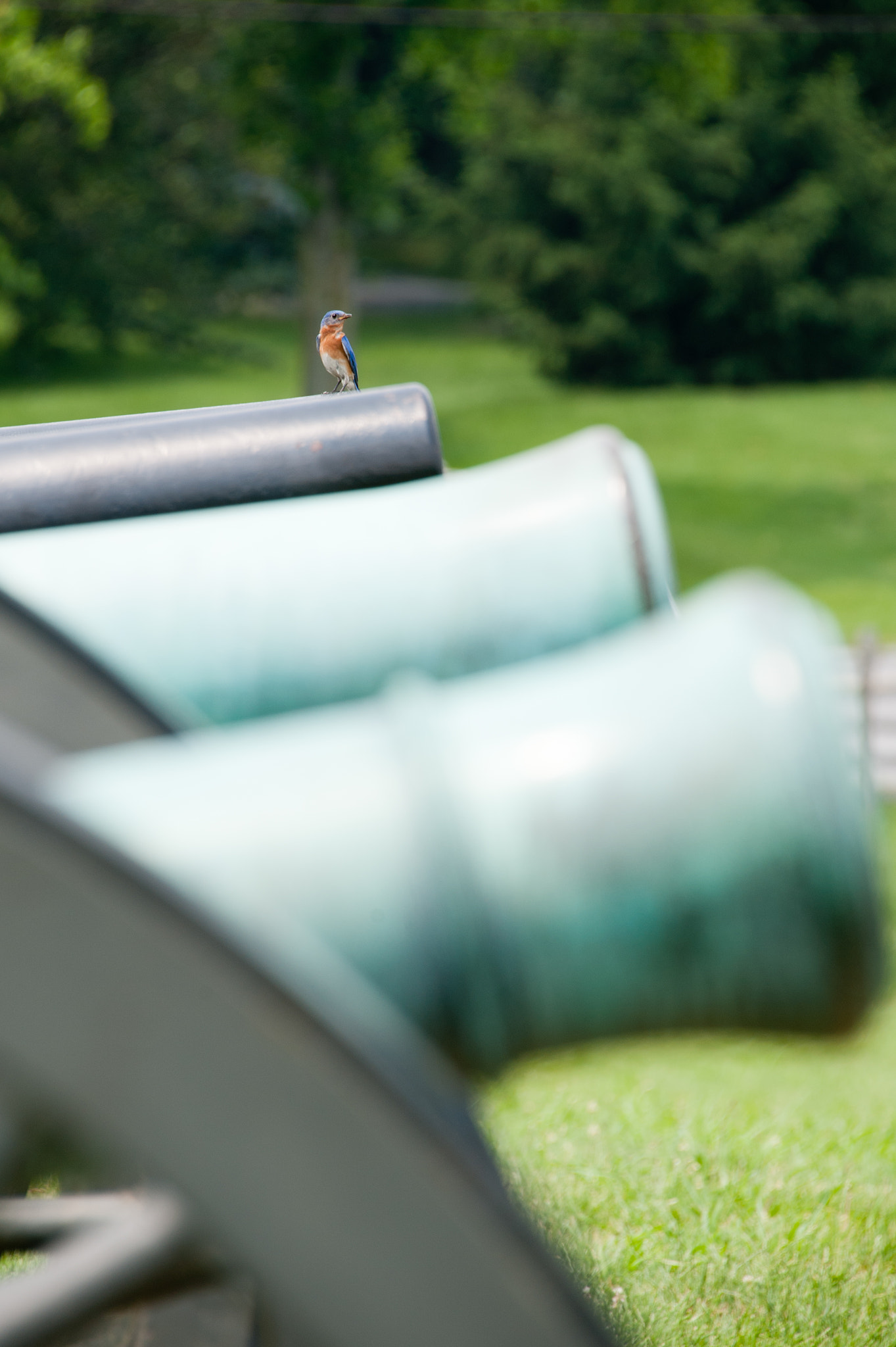 Nikon D700 sample photo. Bird perched on the barrel of a canon photography