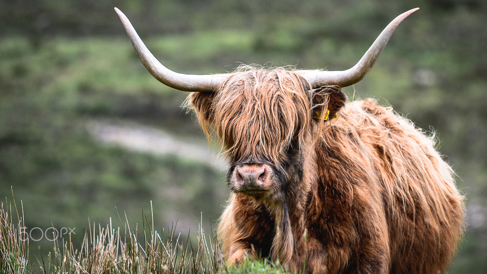 Sigma 70-200mm F2.8 EX DG Macro HSM II sample photo. Abenteuer schottland photography