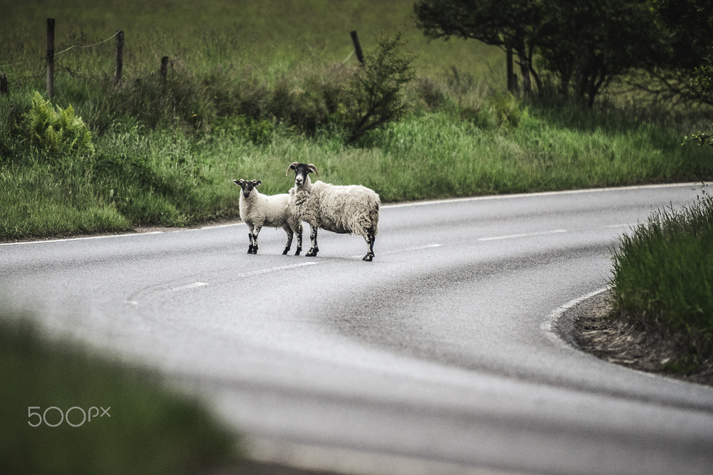 Nikon D7000 + Sigma 70-200mm F2.8 EX DG Macro HSM II sample photo. Abenteuer schottland photography