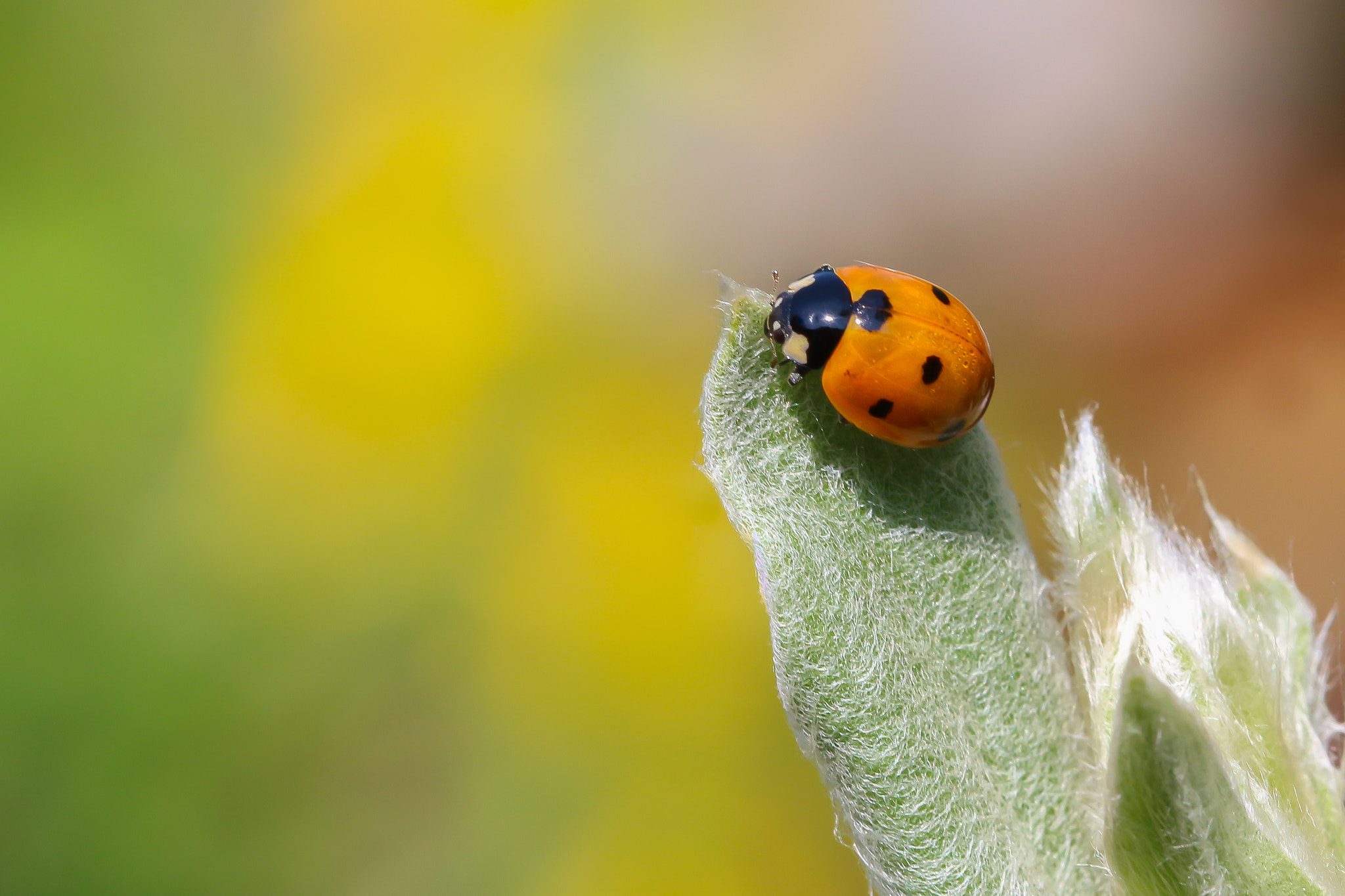 Canon EF 100mm F2.8L Macro IS USM sample photo. Ladybug photography