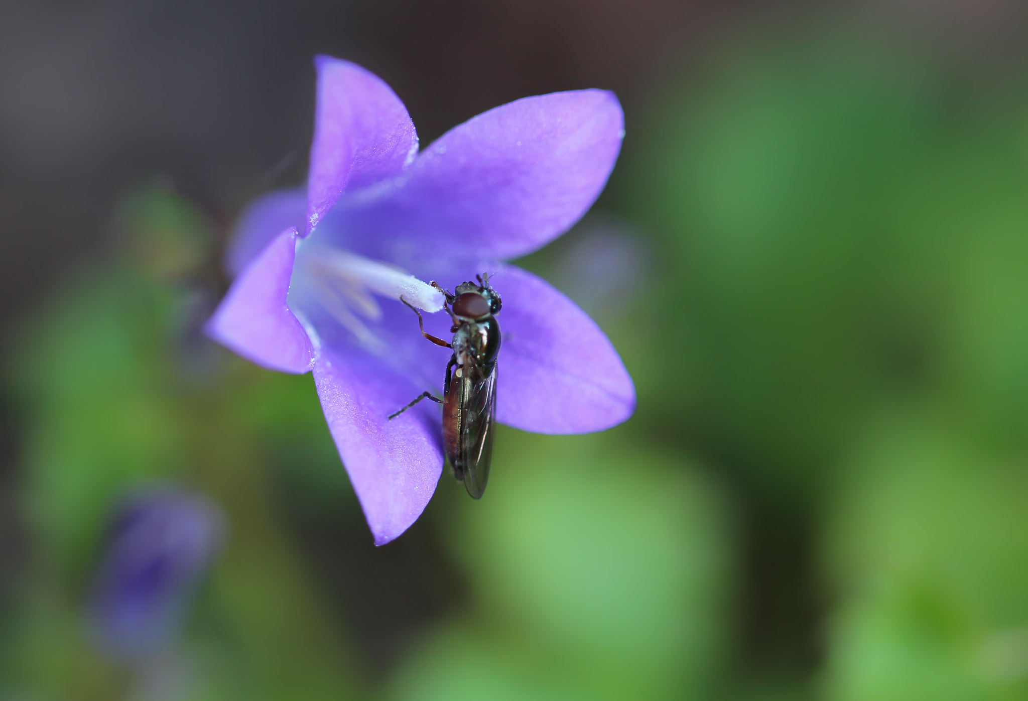 Canon EF 100mm F2.8L Macro IS USM sample photo. Macro photography