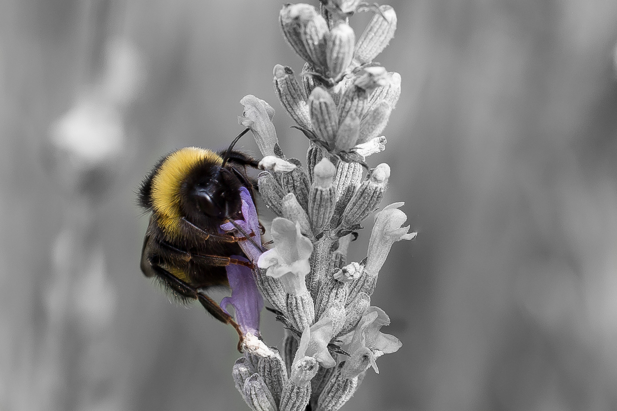 Canon EF 100mm F2.8L Macro IS USM sample photo. Bumblebee photography