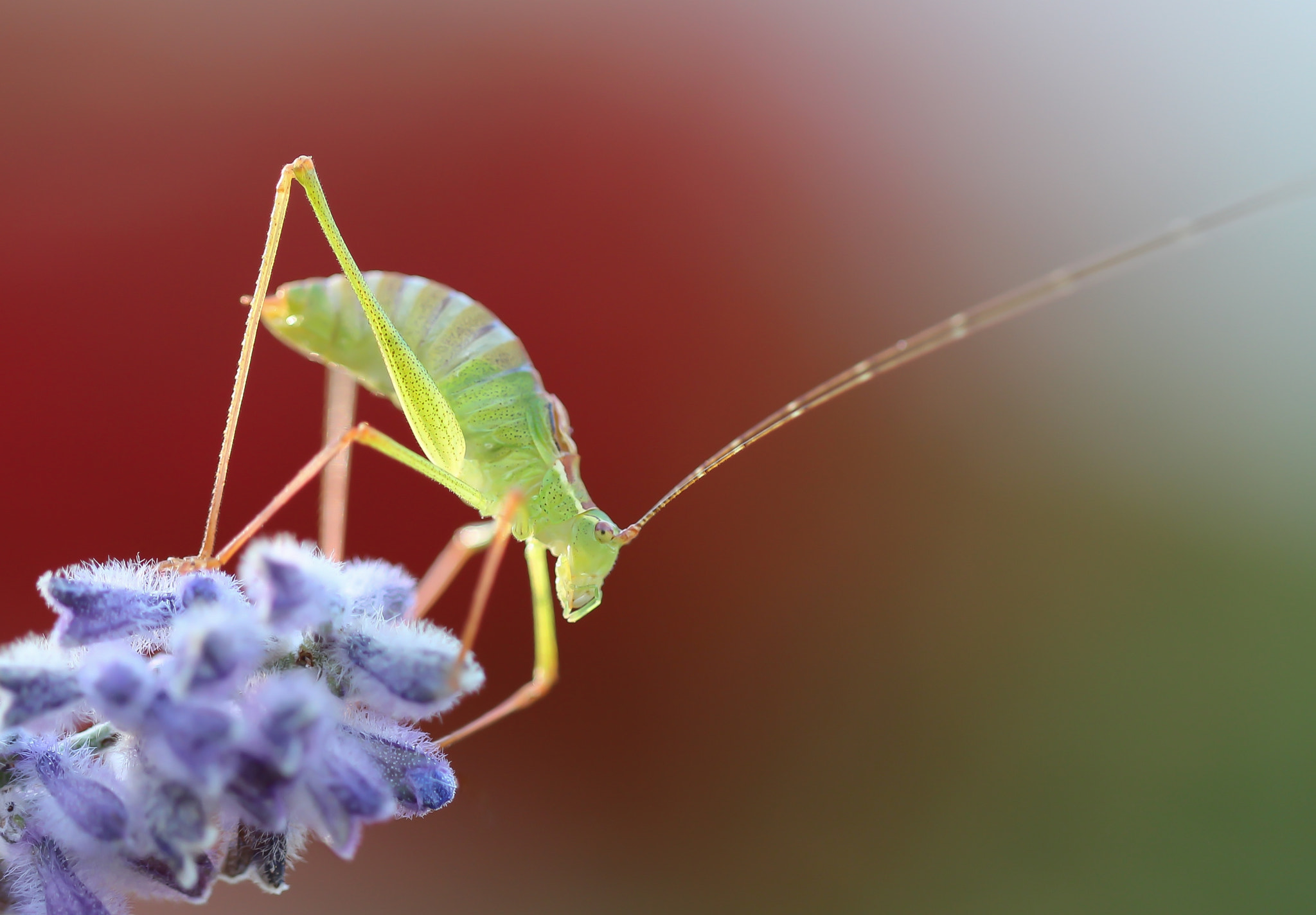 Canon EF 100mm F2.8L Macro IS USM sample photo. Grasshopper photography
