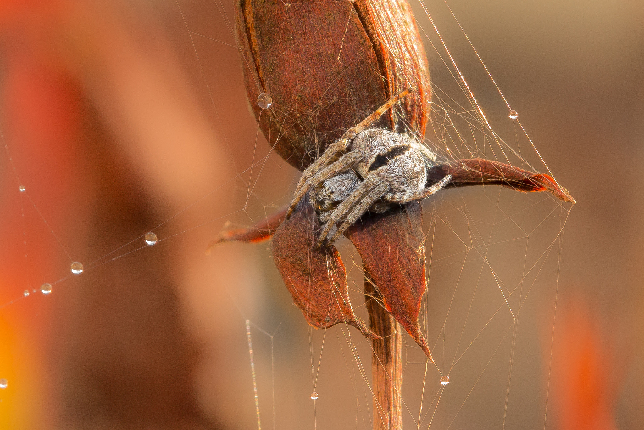 Canon EF 100mm F2.8L Macro IS USM sample photo. Spider photography