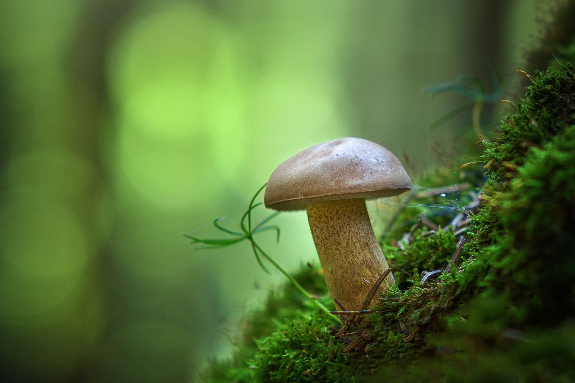 Nikon D7000 + Nikon AF-S Nikkor 85mm F1.8G sample photo. Tylopilus felleus.. photography