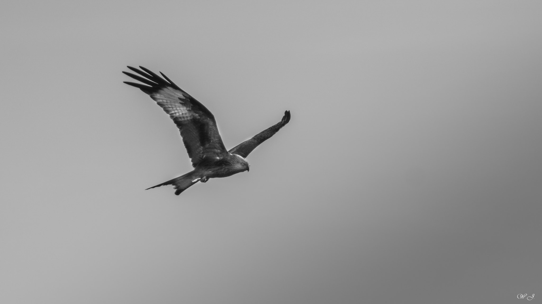 Sony 75-300mm F4.5-5.6 sample photo. Bird of prey photography